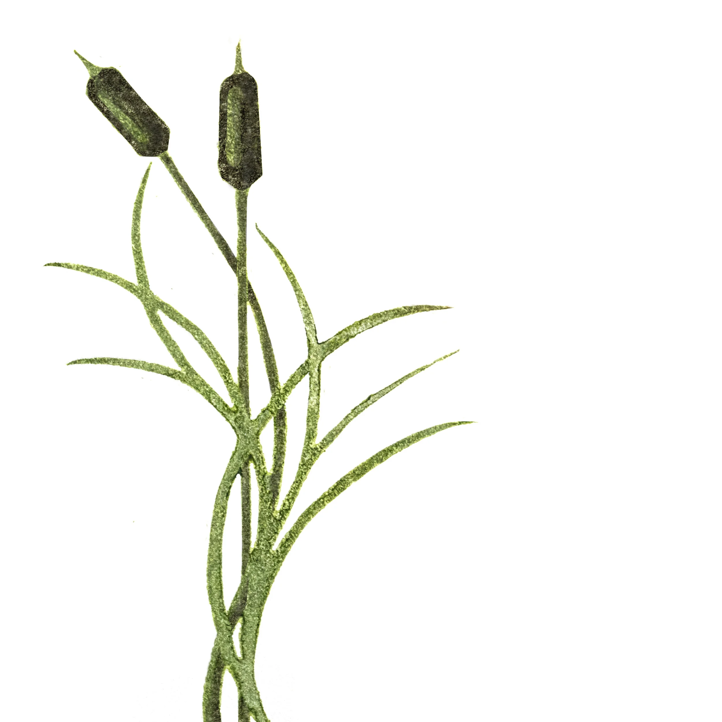 Copy of CatTails.jpg