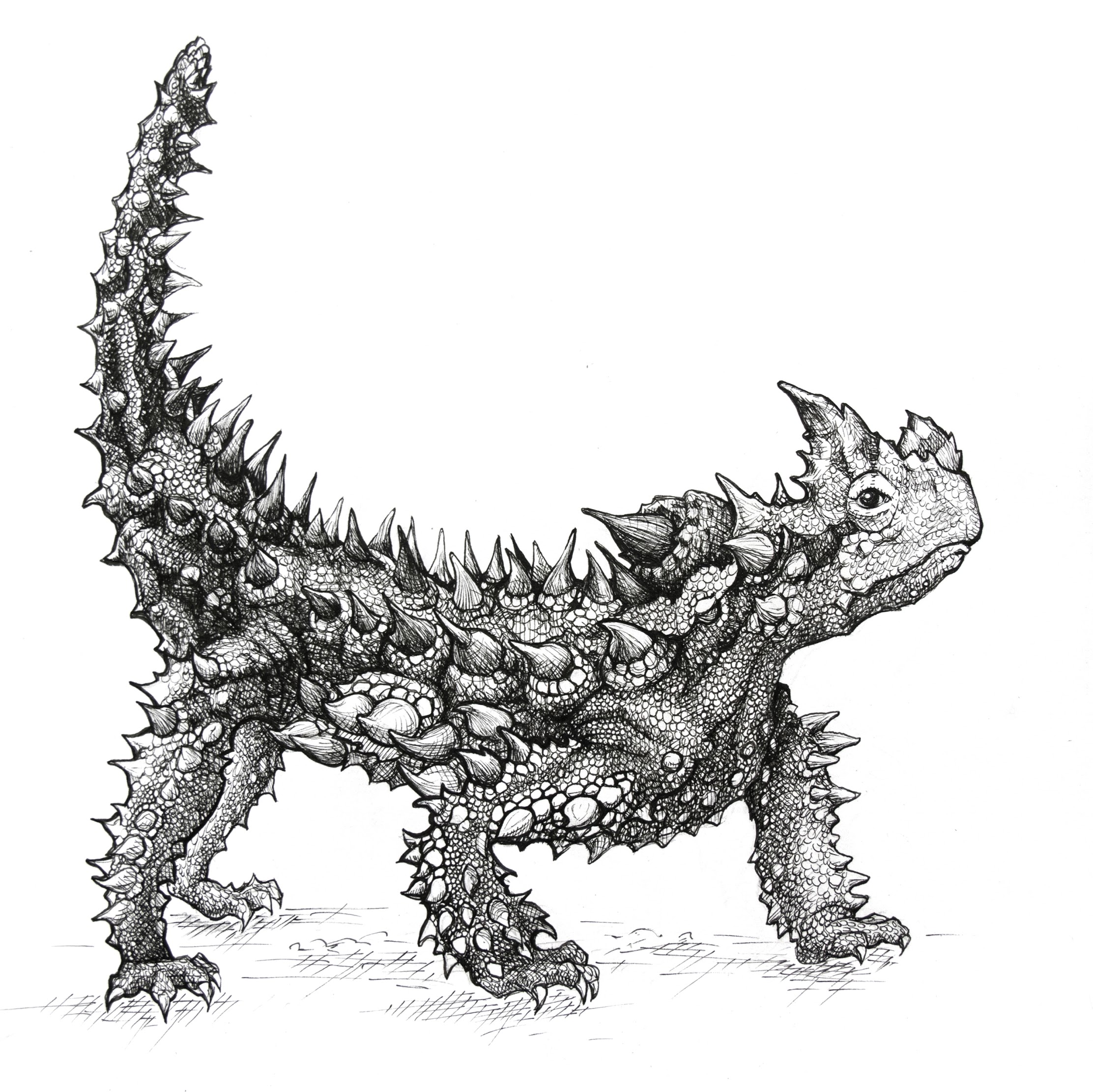 ThornyDevil.jpeg