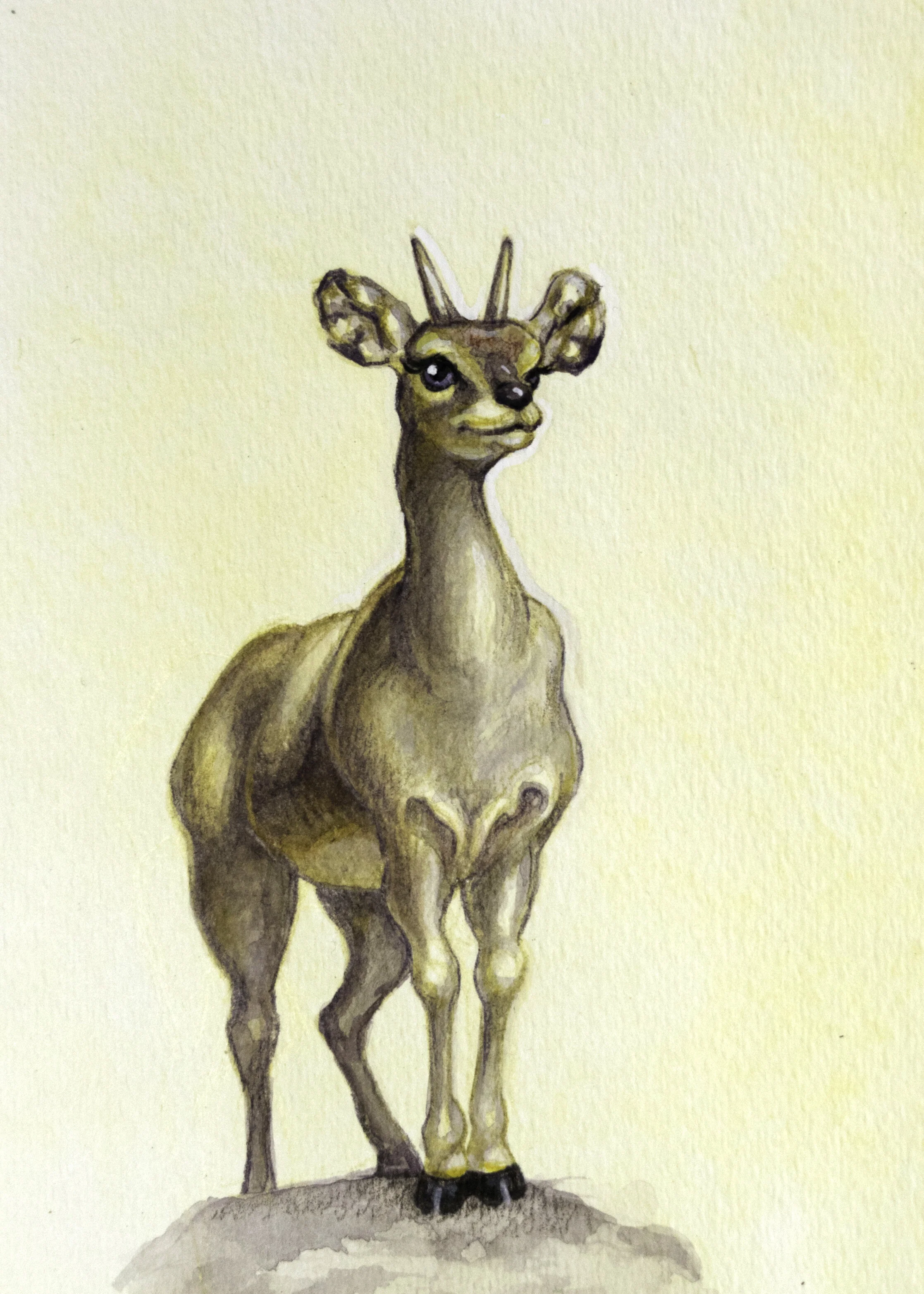 Klipspringer.jpg