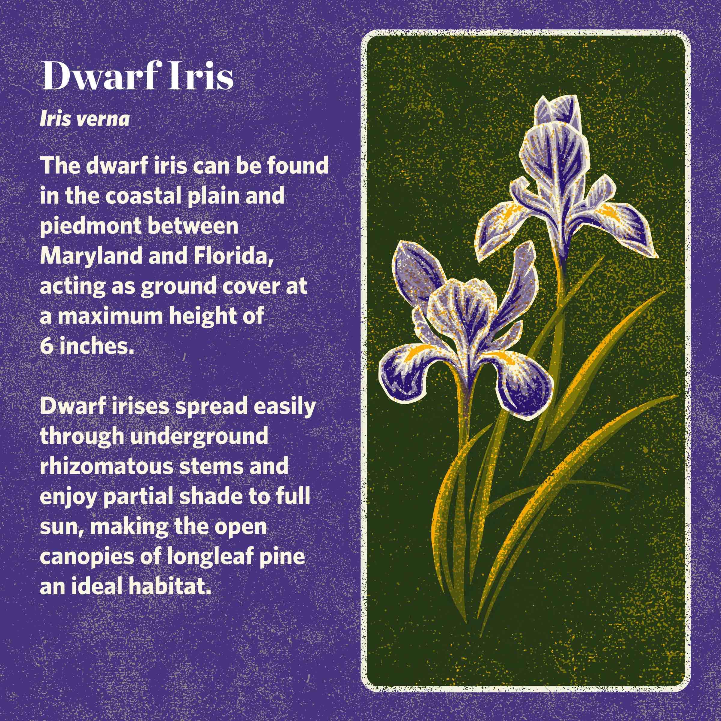 TNC_SpeciesInfographics_DwarfIris(web).jpeg