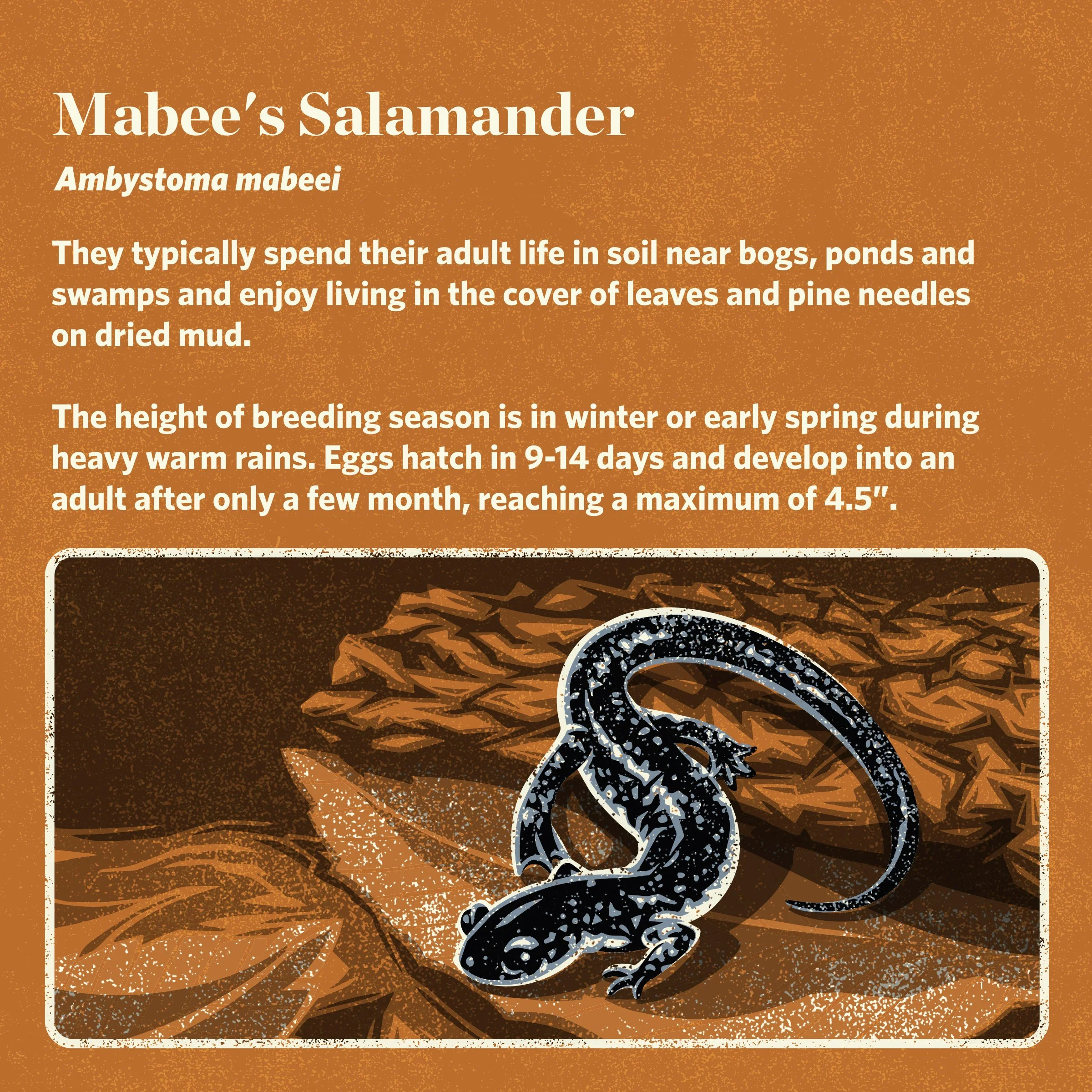 TNC_SpeciesInfographics_Mabee'sSalamander.jpg