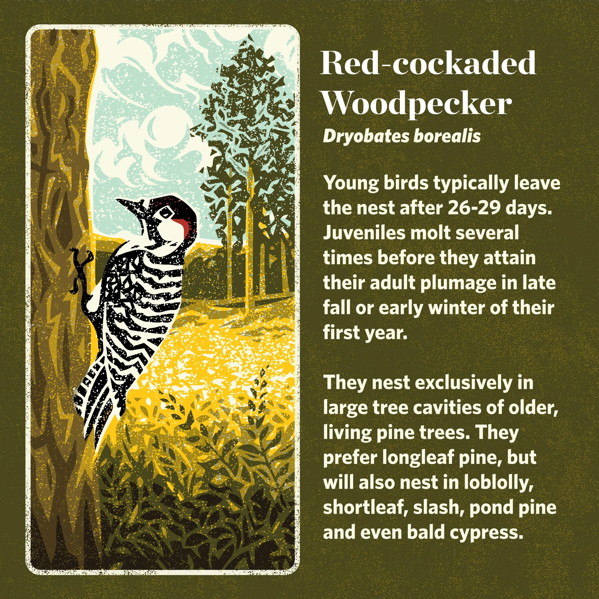 TNC_SpeciesInfographics_Red-cockadedWoodpecker.jpg