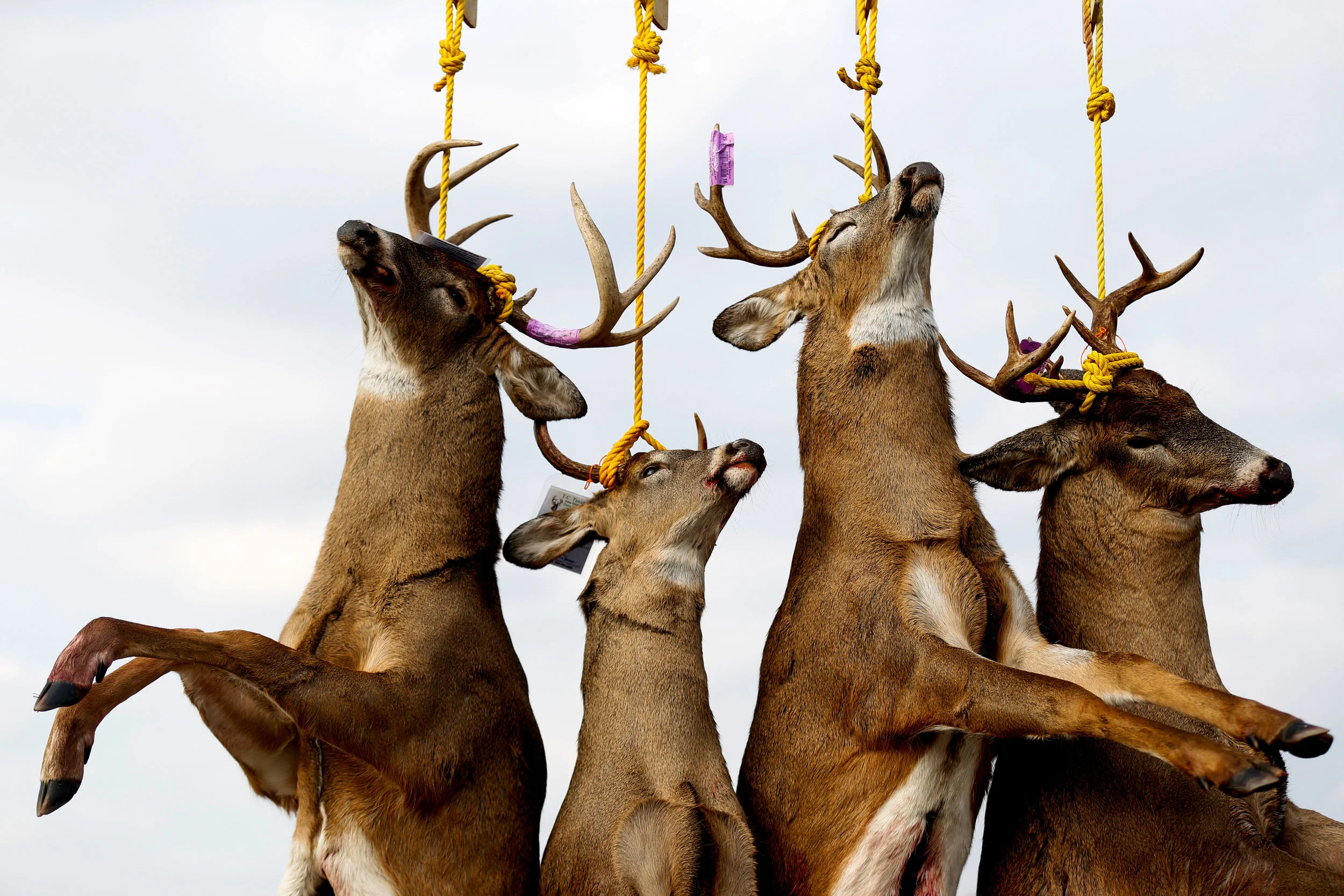 Deer hang after being tagged at the buck pole outside Ray C's Extreme Store on the first day of firearm deer hunting season Tuesday, Nov. 15, 2016 in Lapeer. 