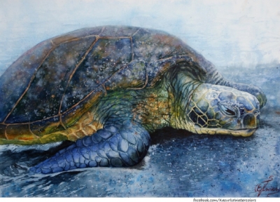 http://kazurka-watercolors.deviantart.com/art/Turtle-watercolor-397926579
