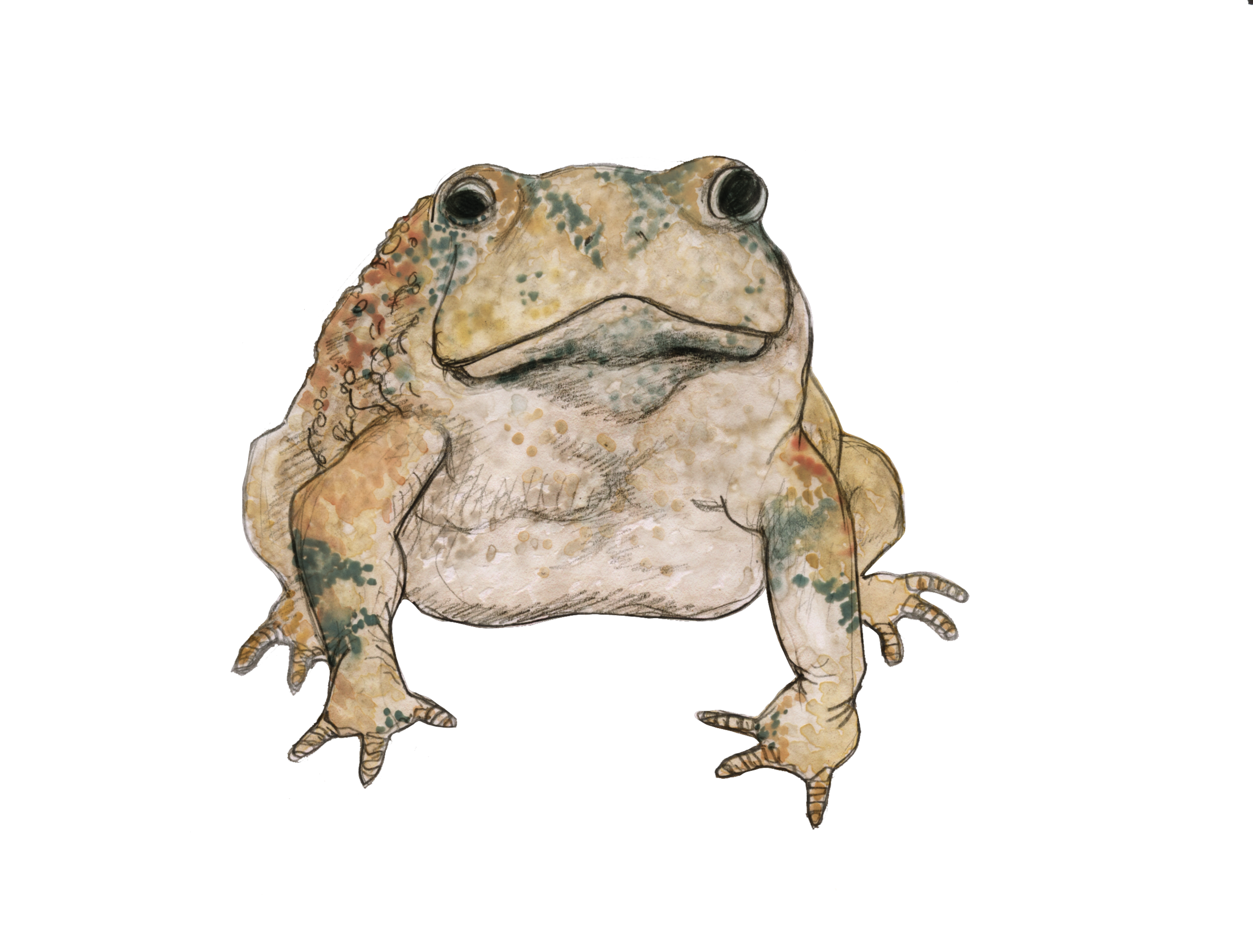 Frog Painting for The Places Where We Lived by Bernardo Britto