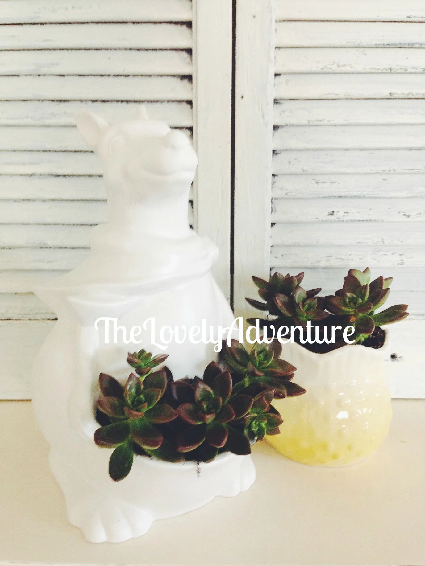 Cookie Jar Turned Planter!