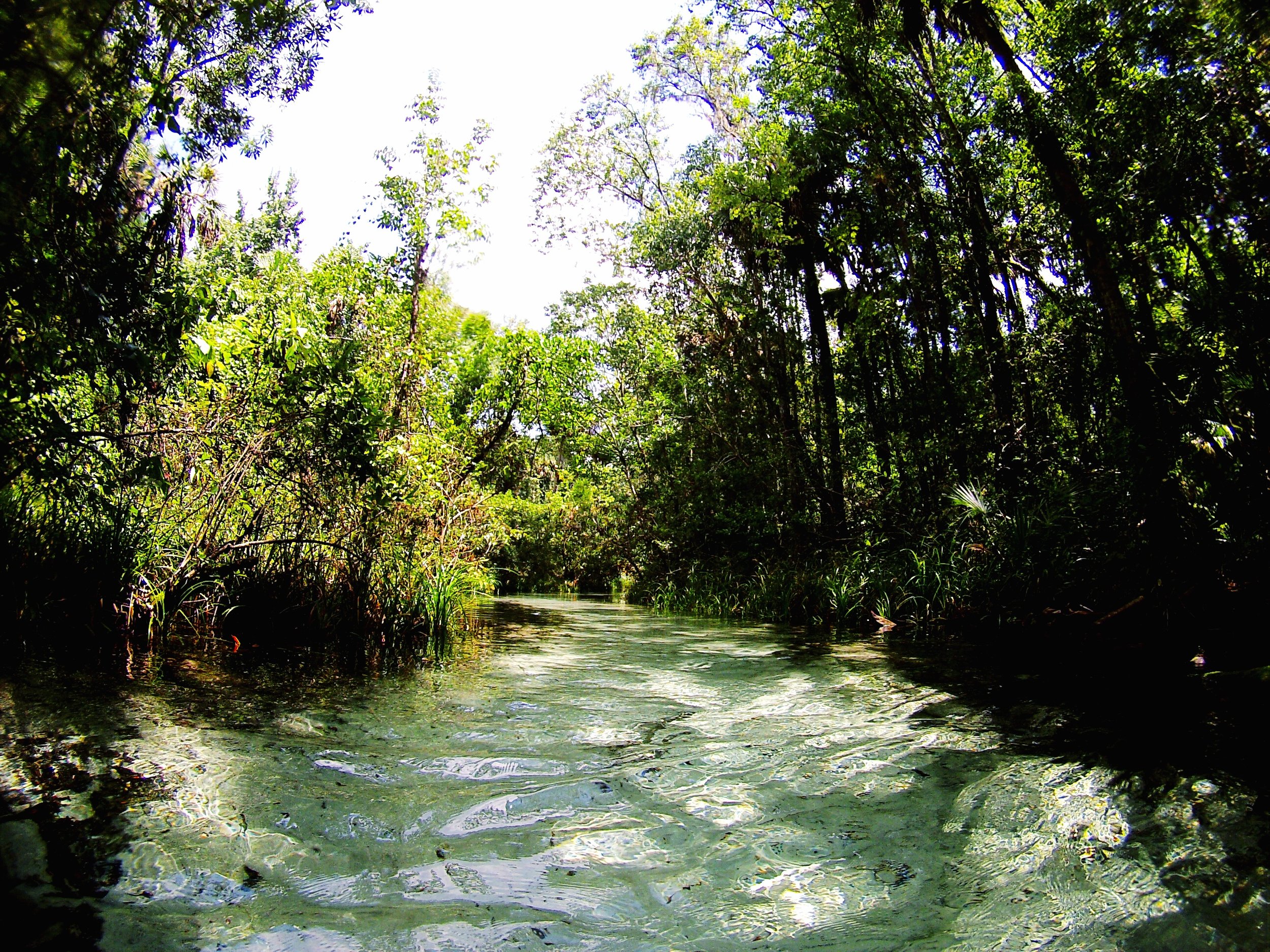Florida's Forgotten Theme Park: Rainbow Springs