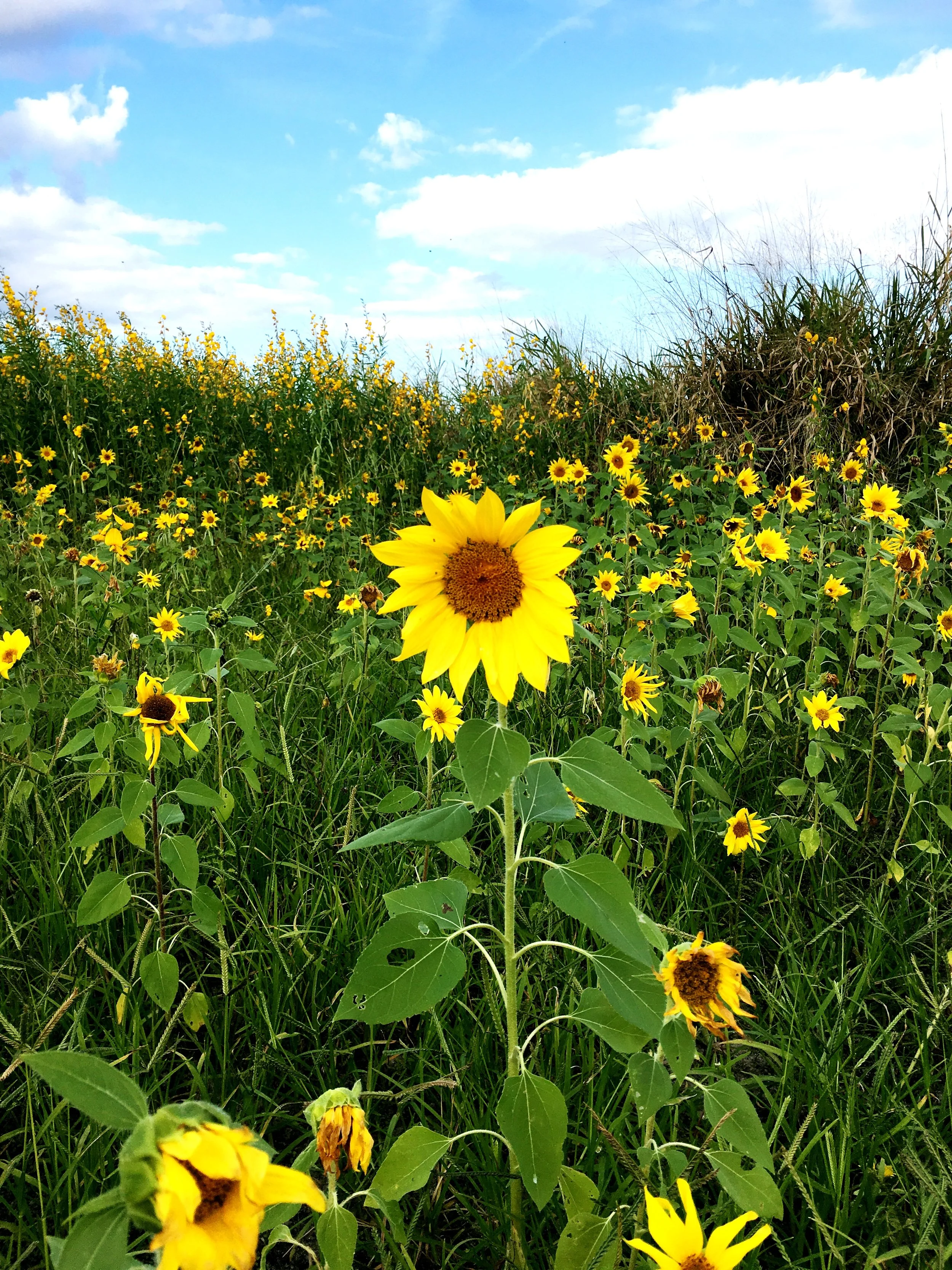 Getting Lost in Sledd's Sunflower Maze