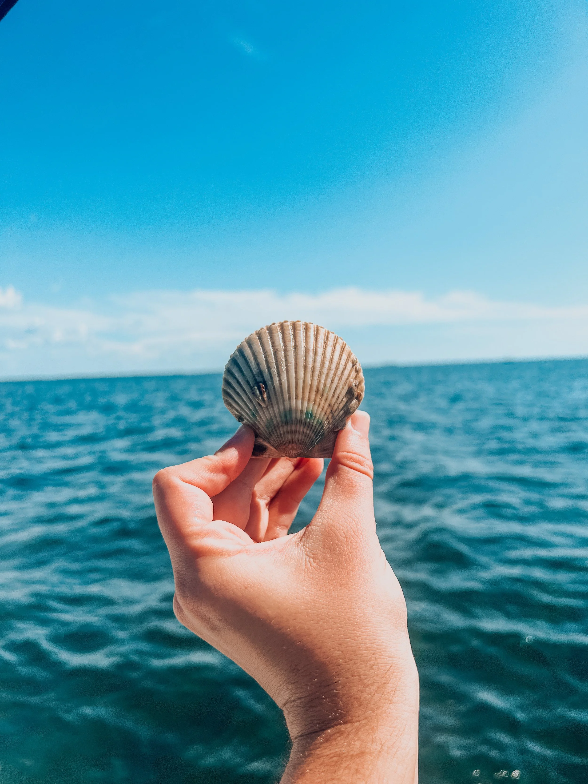 Scalloping in Crystal River, FL 