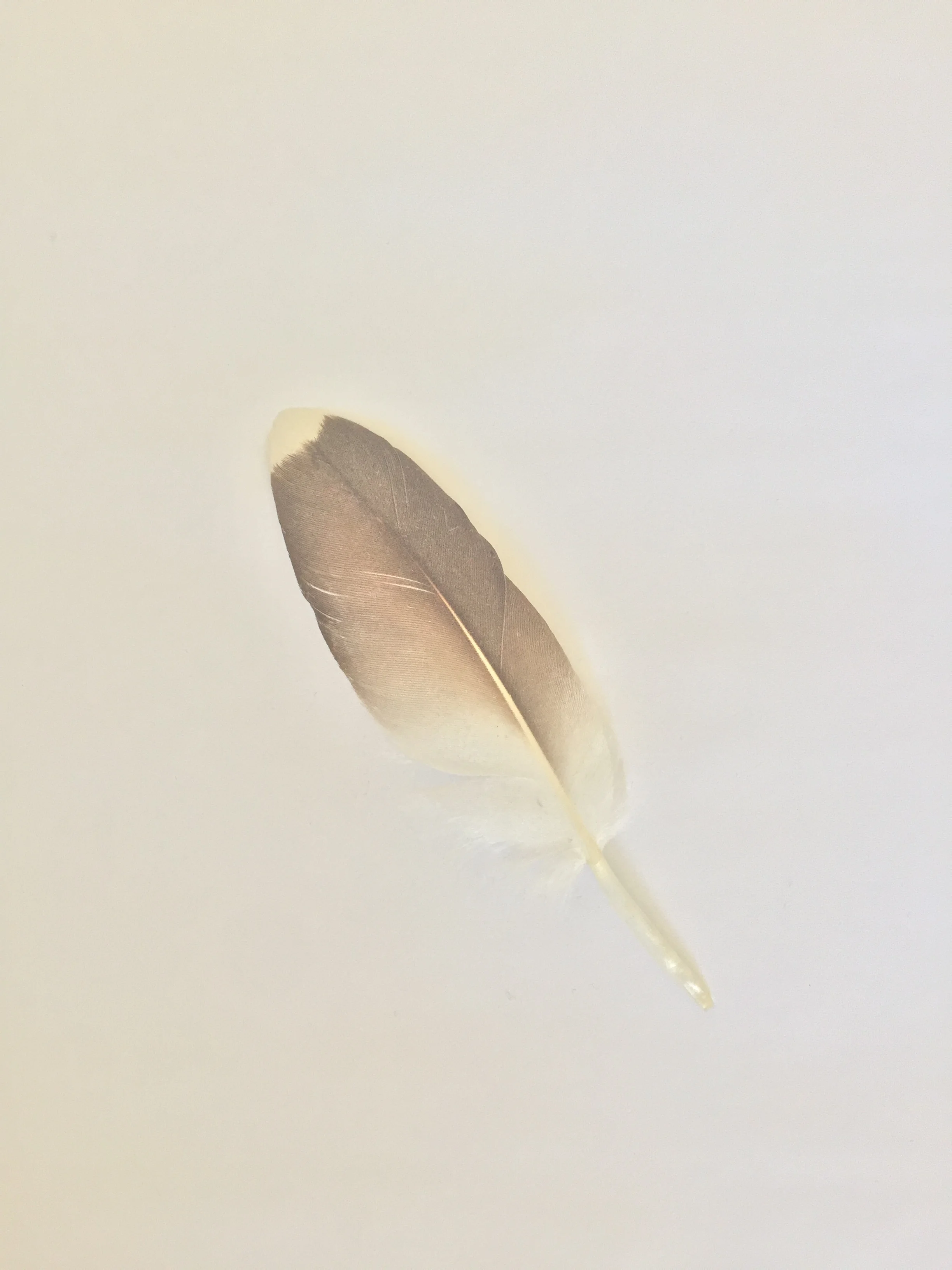 Bringing Consciousness to Relationship Issues