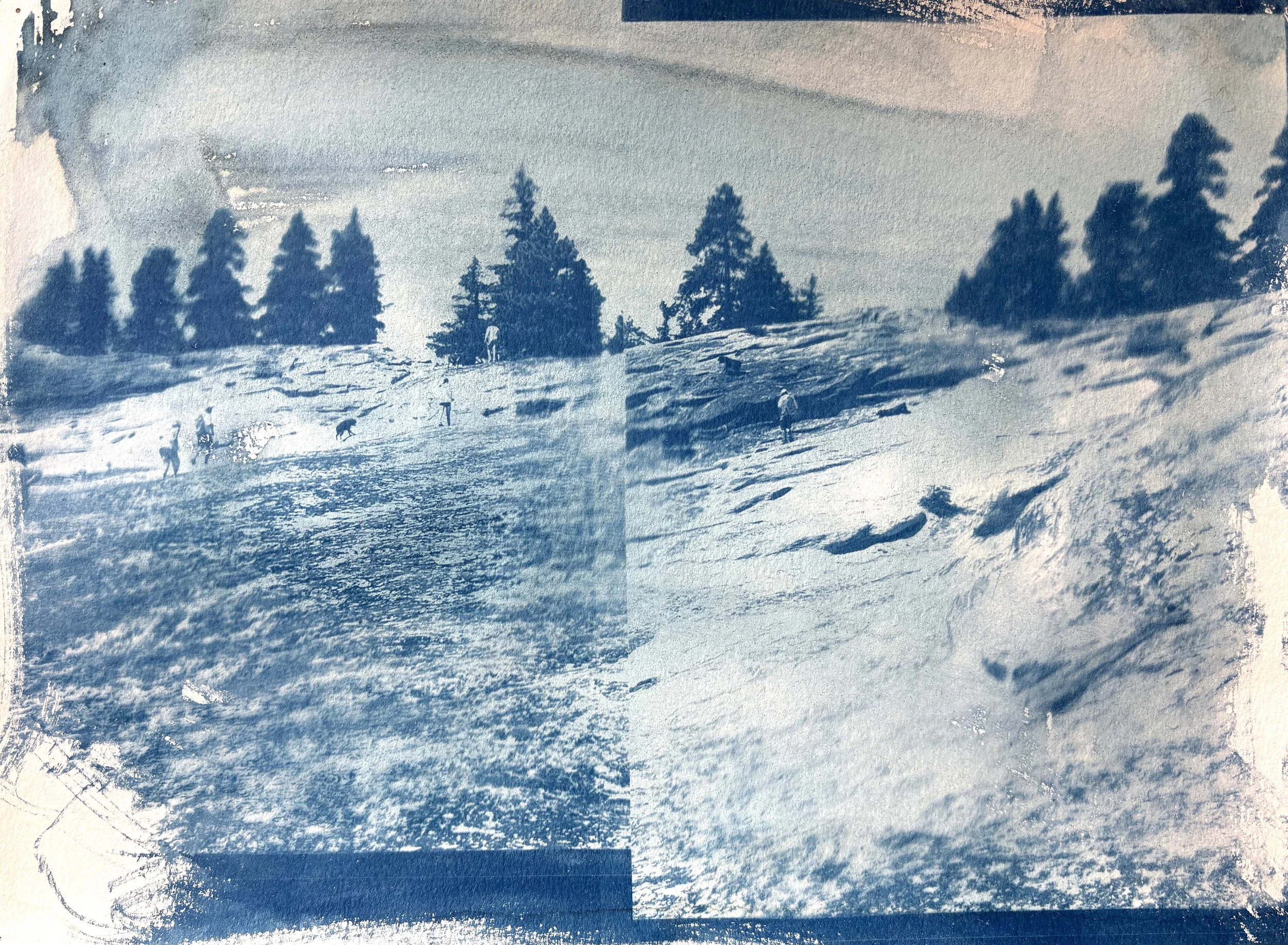  2025  Cyanotype + Ink on paper  11” x 14” 