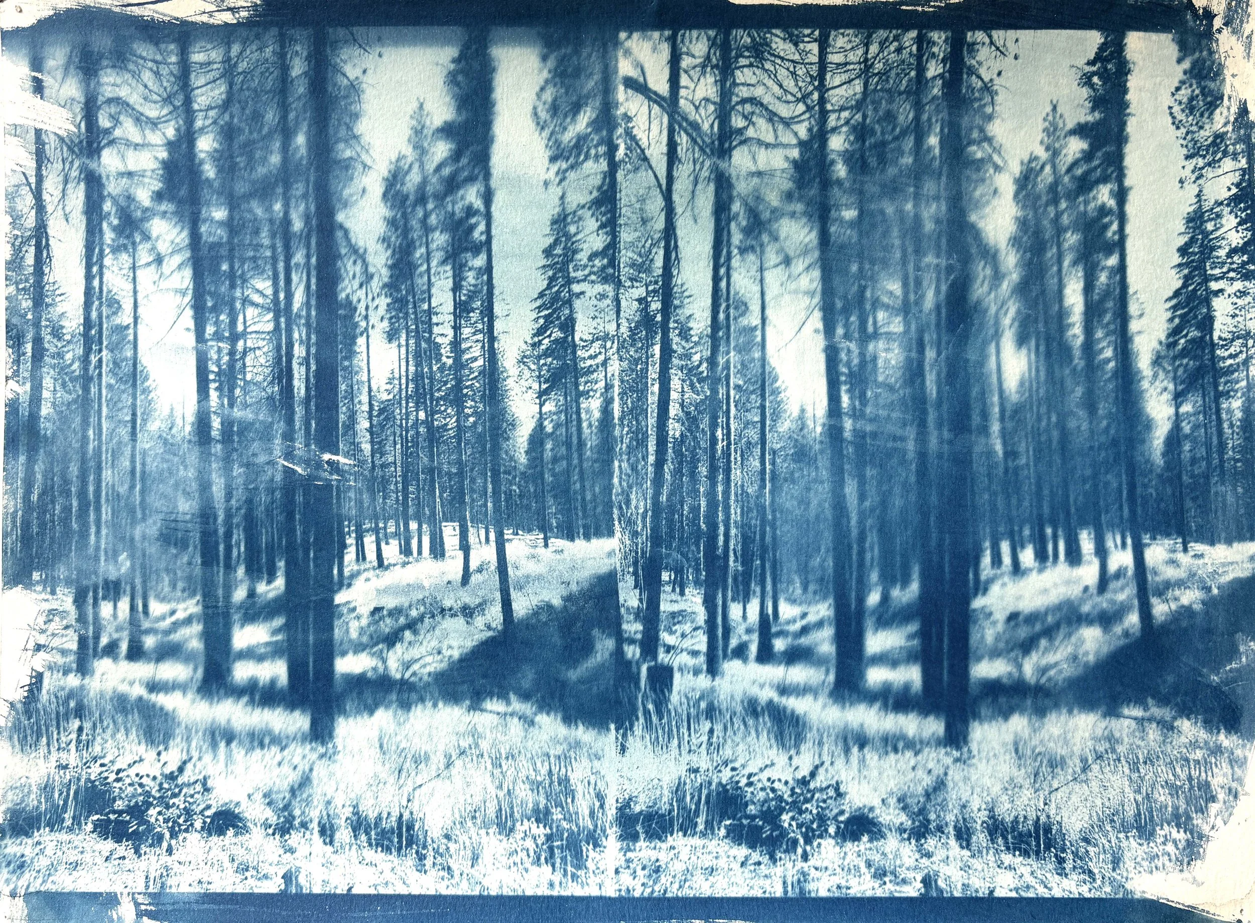  2025  Cyanotype + Ink on paper  11” x 14” 