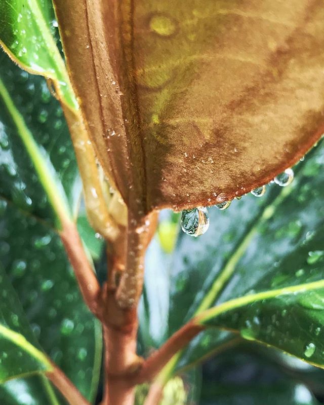 As some of you who what my stories see my fascination with the smaller details that nature offers, recently I found myself having a deeper appreciation for the smaller things that natures has to offer 😊 #australiagram #opentheworld #beautifuldestina