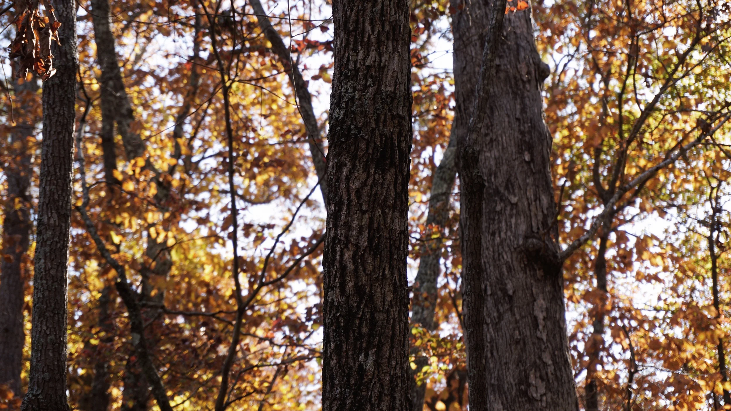 "God is Patient Towards You"