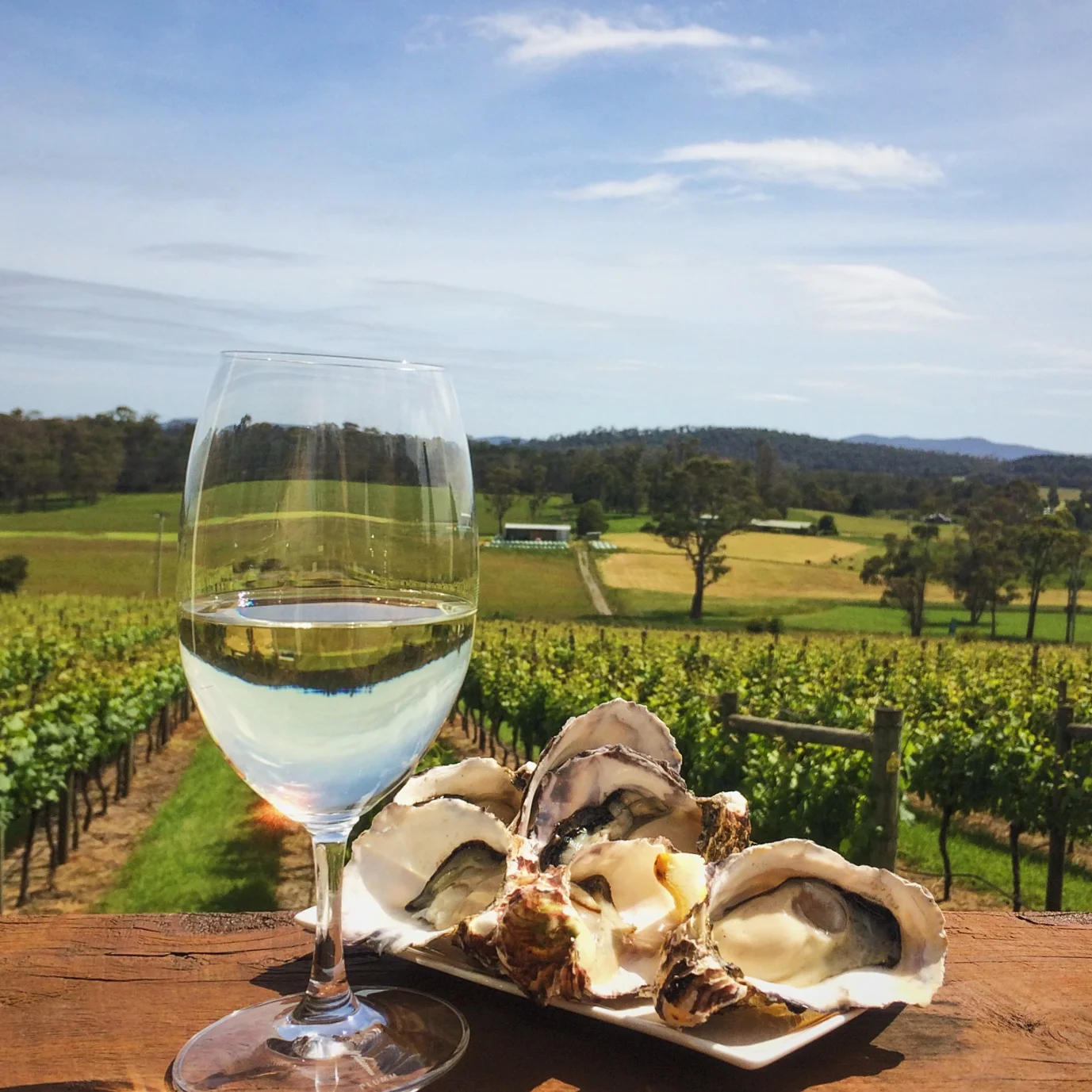 oysters and riesling