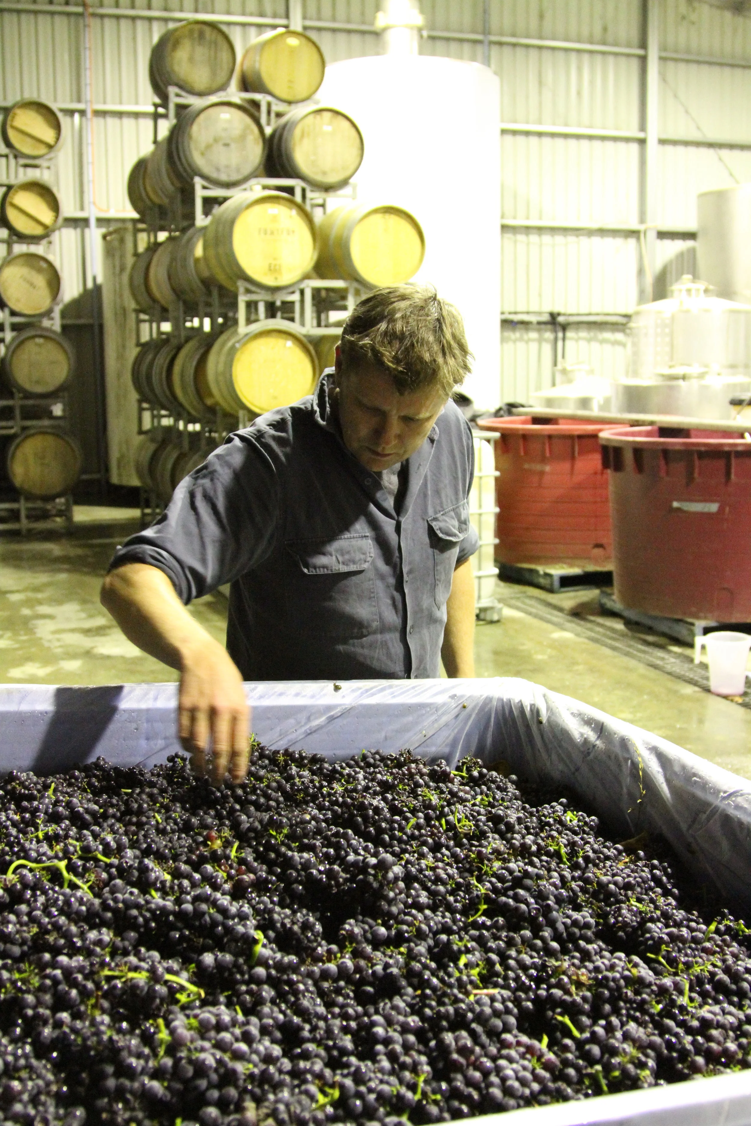 Jules inspects fruit at Holm Oak, 2012