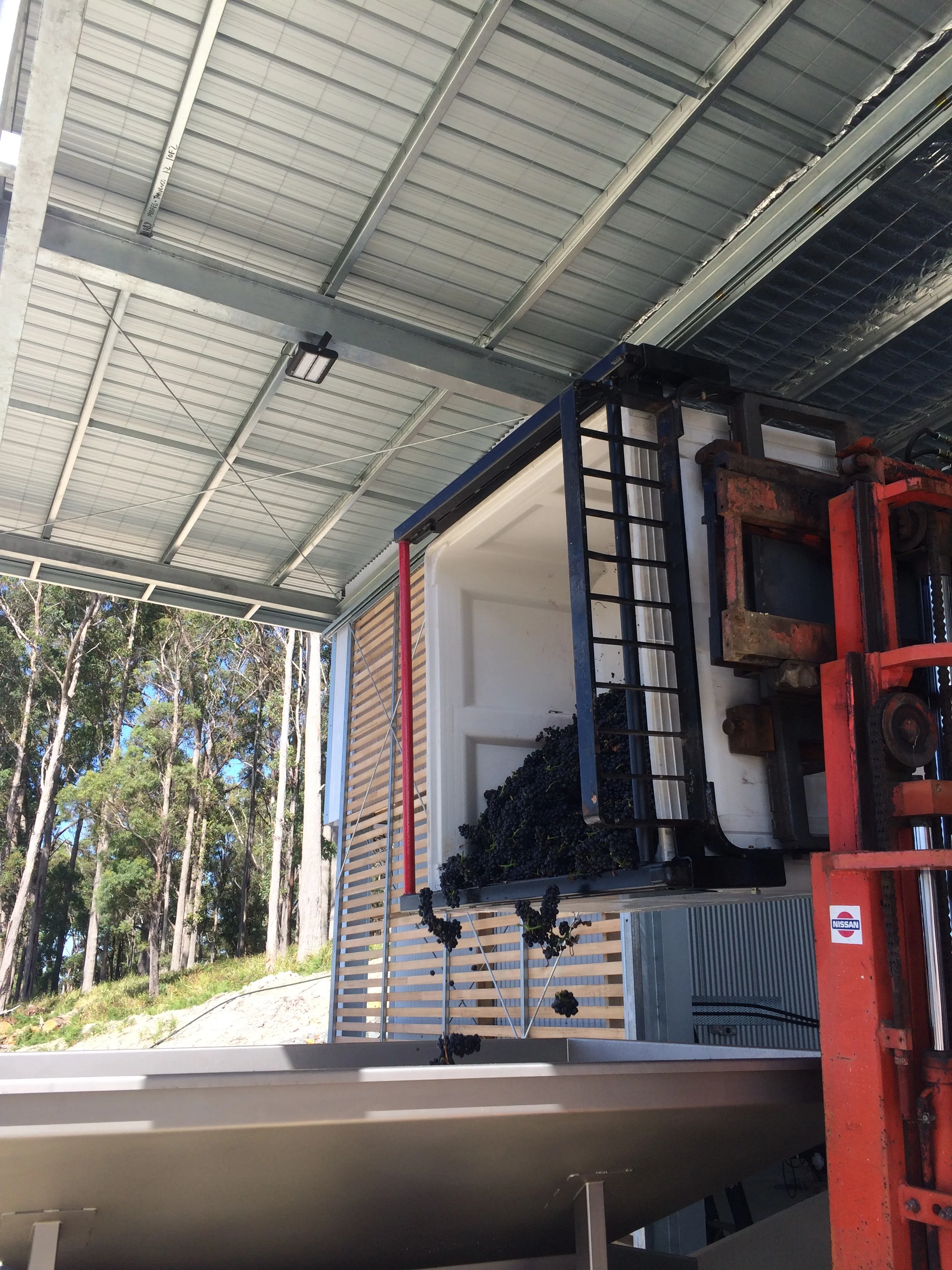 A big moment: the first fruit gets tipped into the hopper. This is Pinot Noir from our sister vineyard, Native Point at Swan Bay. The site is close to the river and very warm, one of the earliest ripening sites in the Tamar Valley. 