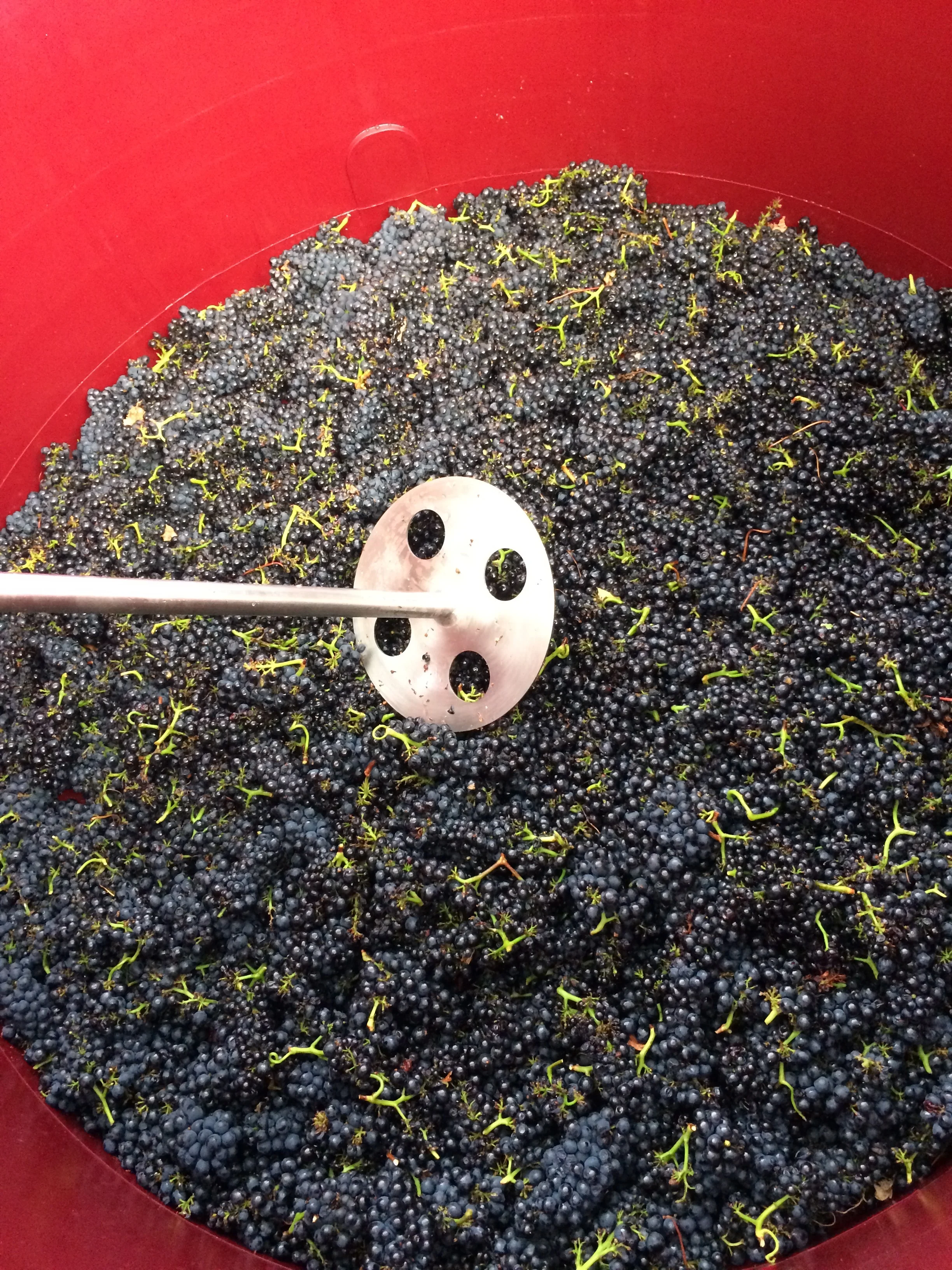 This is Pinot Noir clone 114, note the small, tight bunches and small berries. Some of the fruit was kept as whole bunches to add more tannin structure to the wine. Pinot Noir yields were down this year due to a cool wet Spring and uneven Summer temperatures. 