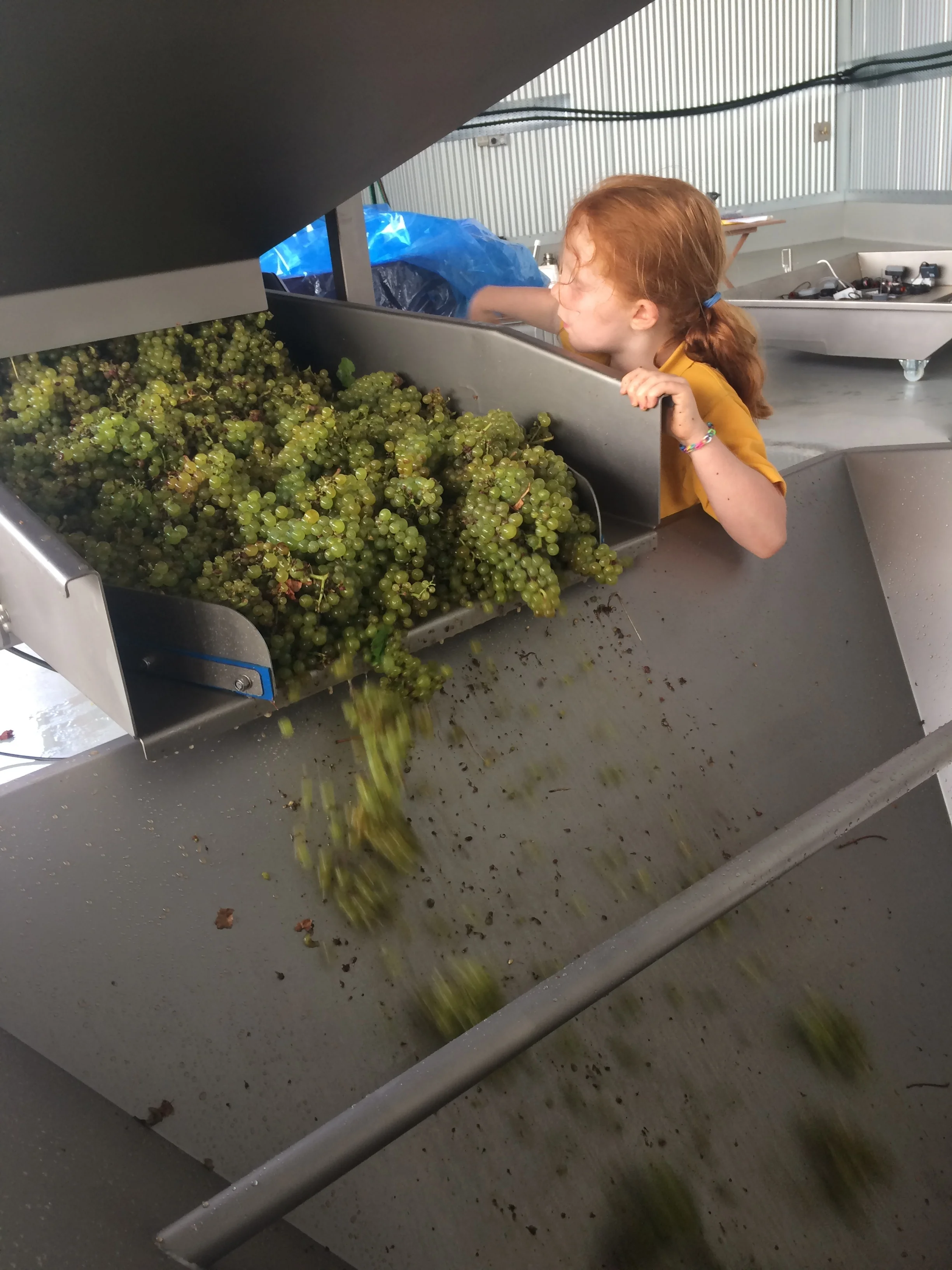 Chardonnay for sparkling wine was next to arrive. Stella oversees the fruit as it travels from vibrating table to hopper. 