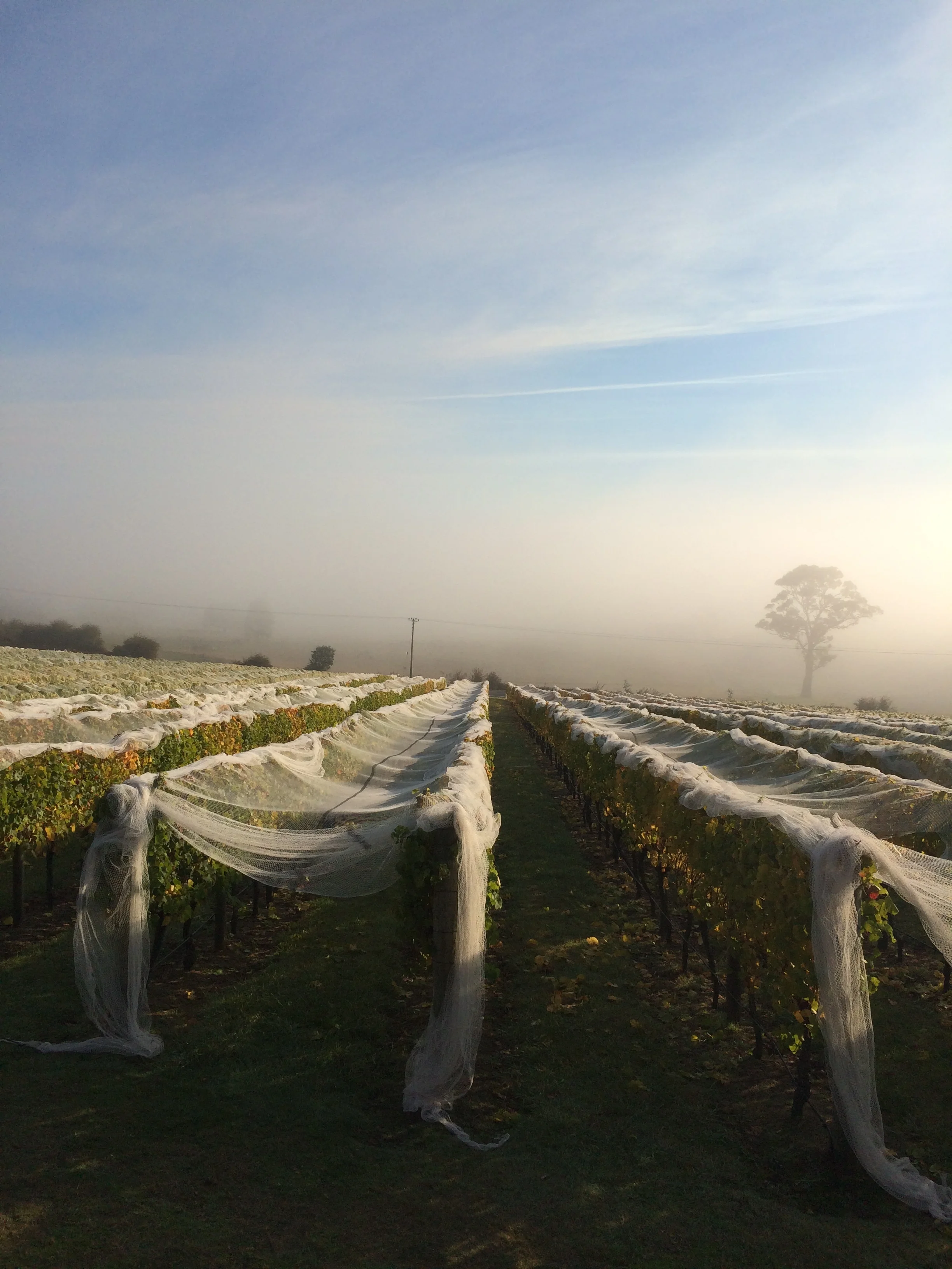 Foggy mornings lead to a bright sunshiny day. Warm, dry conditions with only afew days rain made picking decisions easier this vintage compared to other years. 