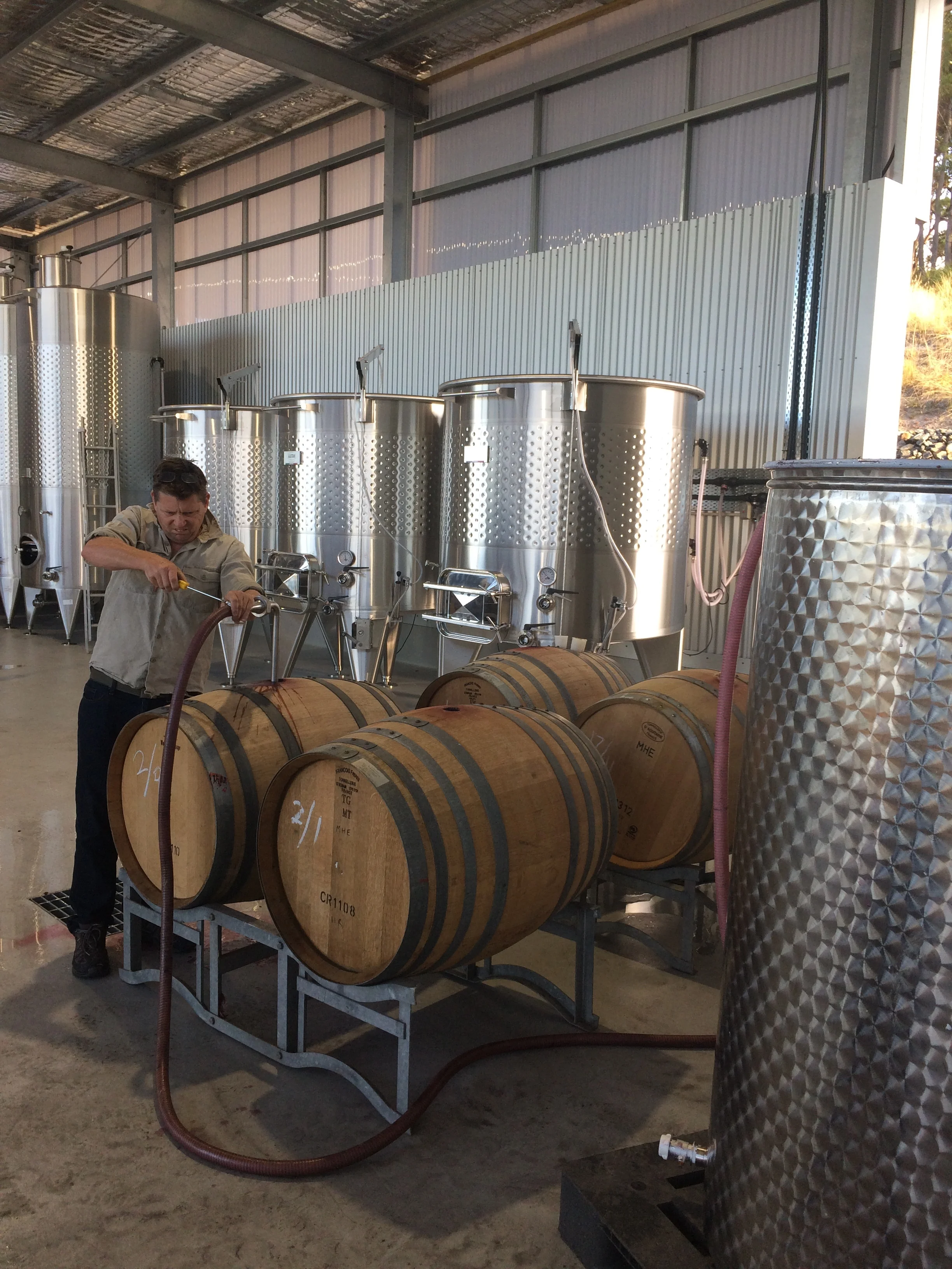 First batch of pinot noir goes into barrel (after a small adjustment to the hose with a screw driver) for malolactic fermentation. 