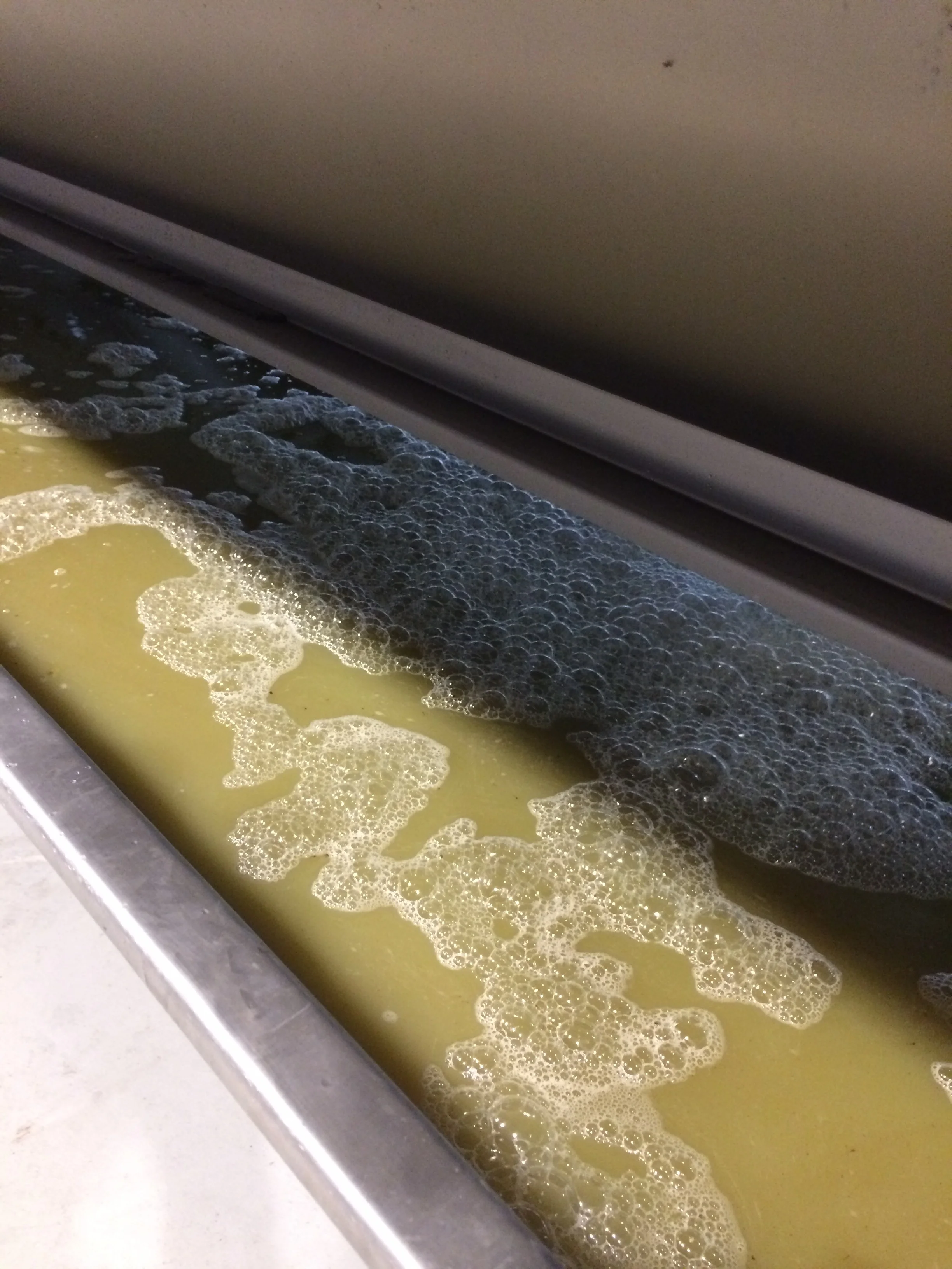 The ultimate green juice. This is freshly squeezed sauvignon blanc in the juice tray. The aroma is pungent! 