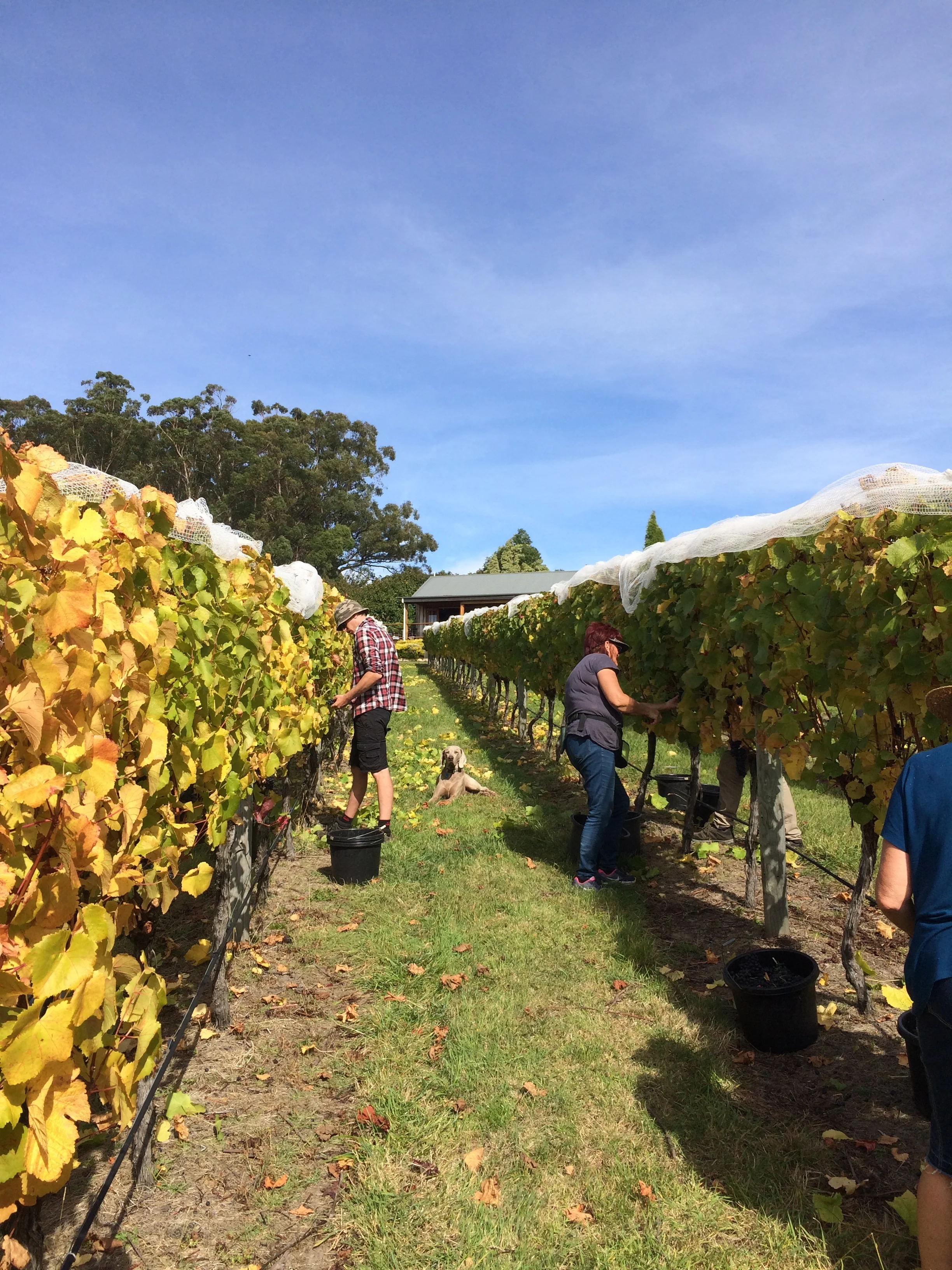 100% handpicking at Moores Hill. With Otto supervising.