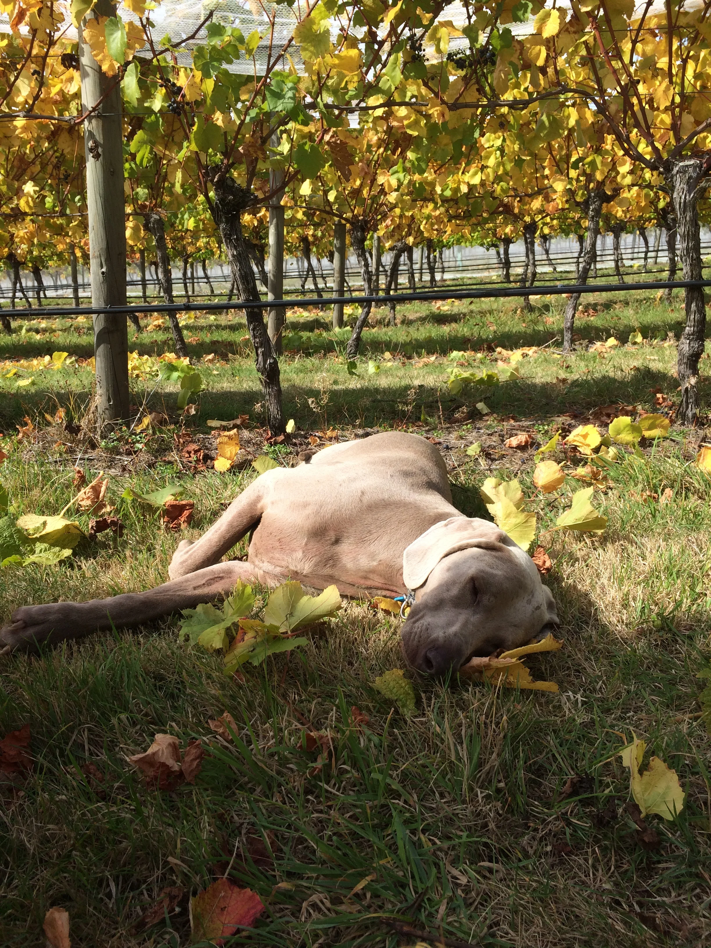 The tough life of a wine dog. 