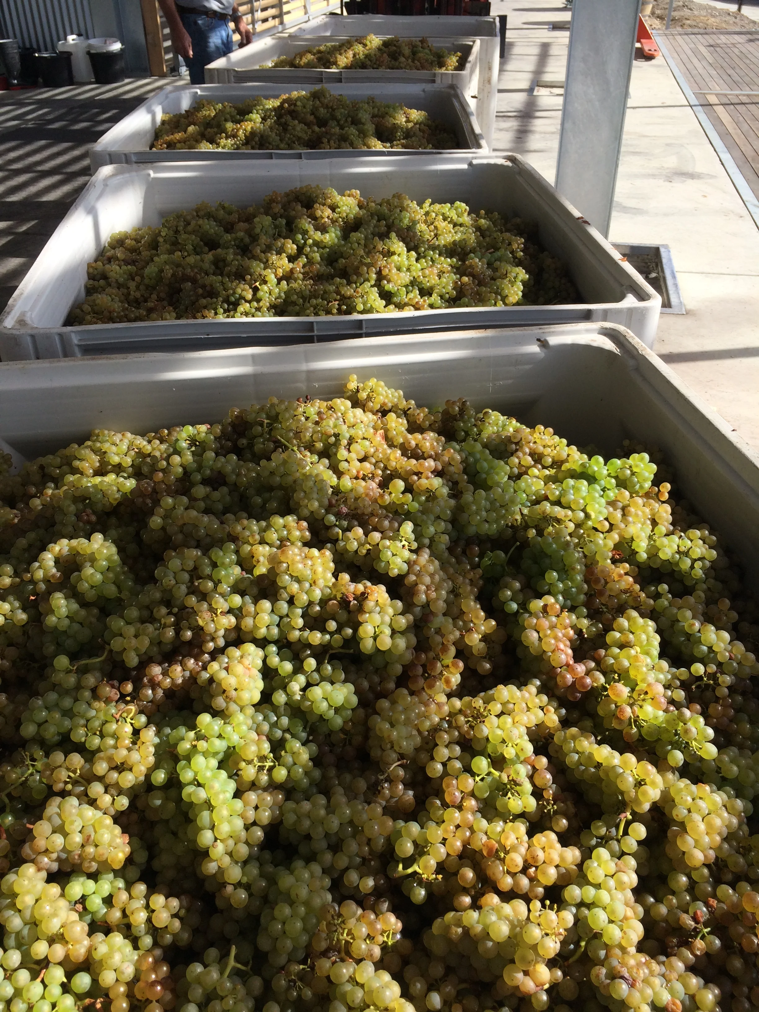 While yields were down in Chardonnay and Pinot Noir, Riesling flowers later so yields were at normal levels. Dry conditions meant botrytis wasn't a problem this year. 