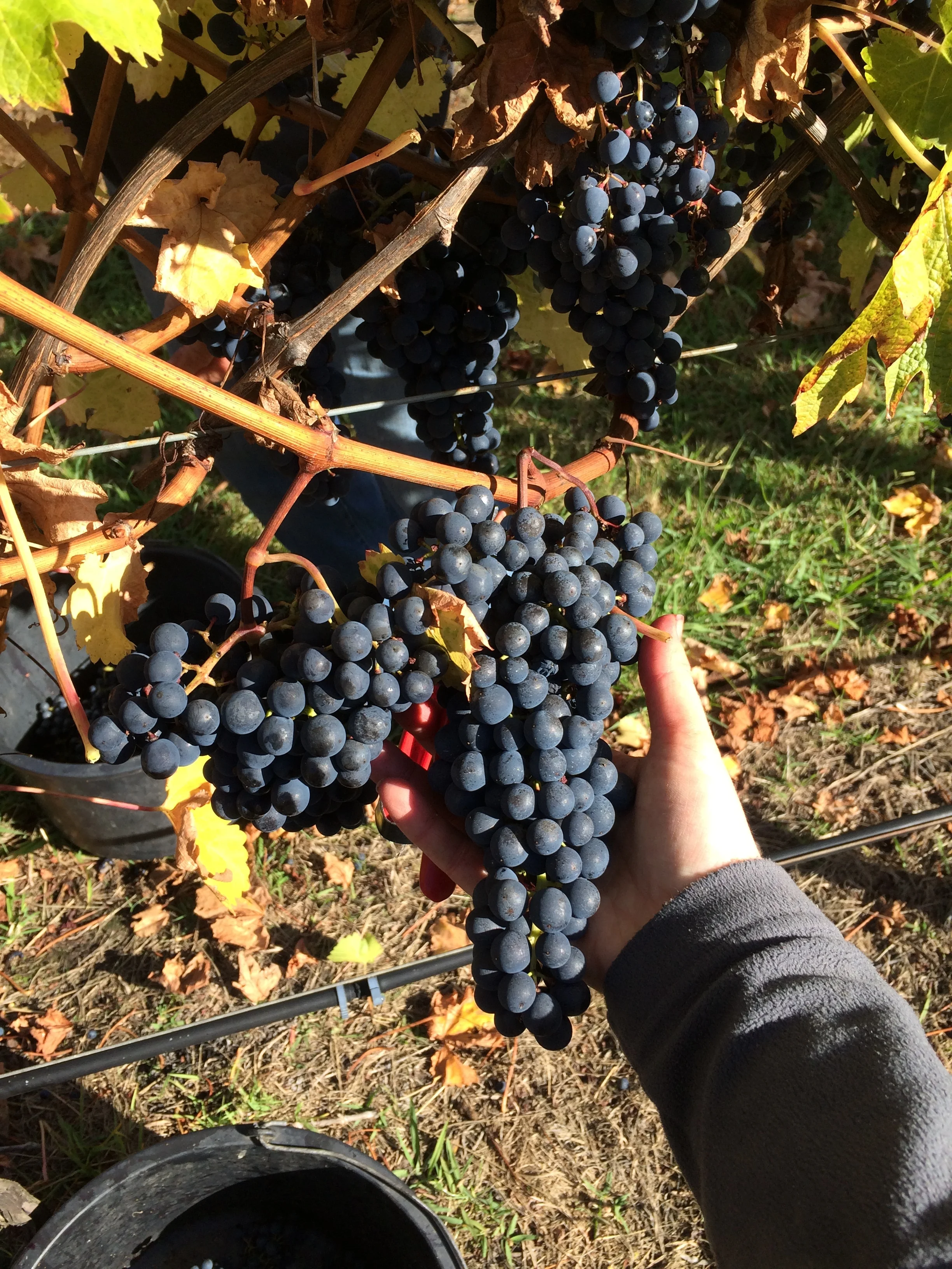 Last day of picking for 2017: Cabernet Sauvignon and Merlot. Big bunches make for easy picking. 