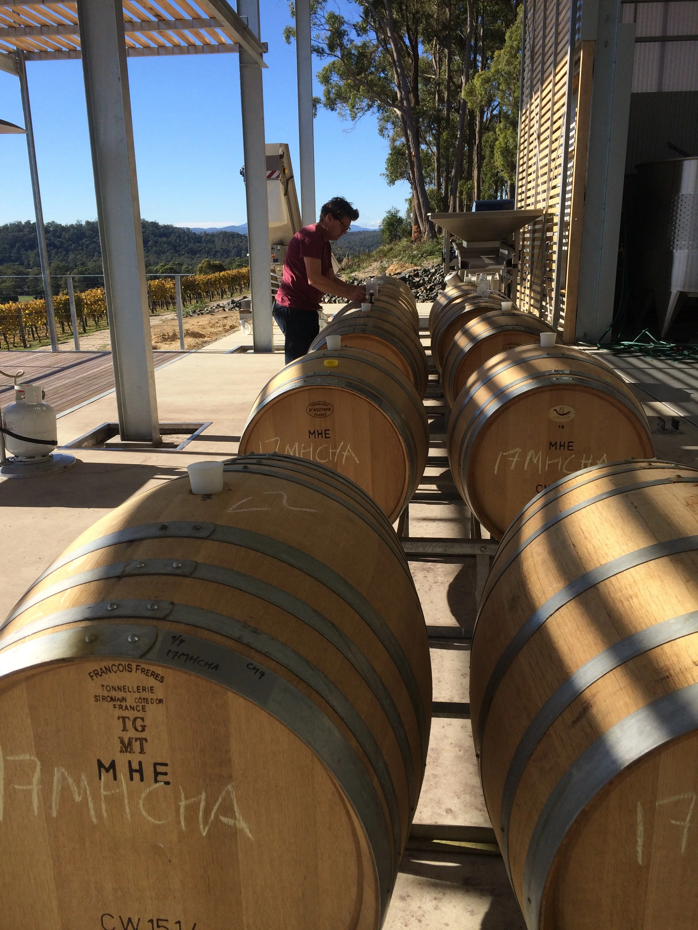 Checking on the progress of the Chardonnay fermenting in barrel. Not a bad office for our winemaker to work in. 