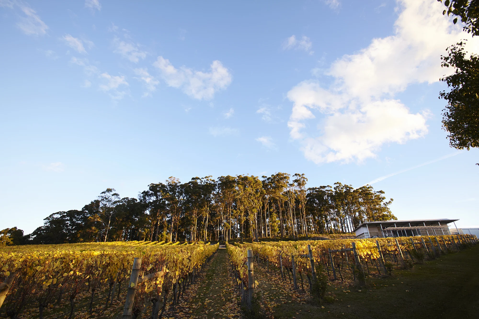 Pinot Noir vines in Autumn