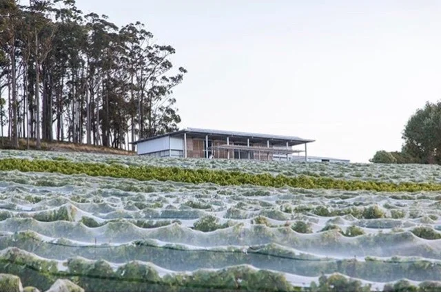 Vineyard nets with winery.jpeg