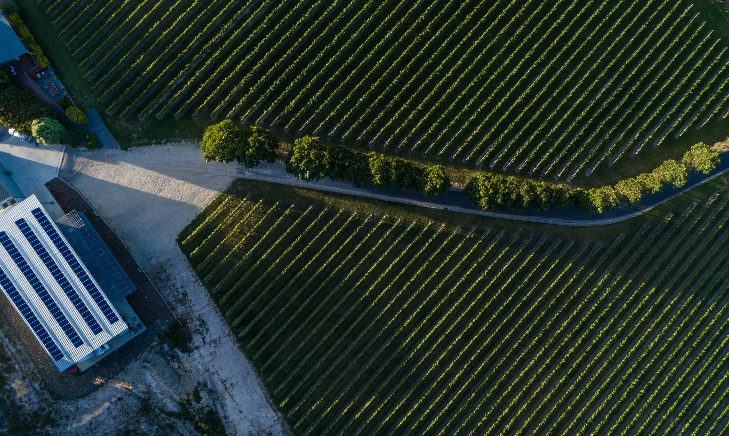 Solar powered winery and vines