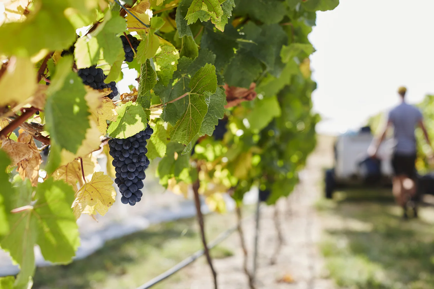Perfectly ripe pinot noir grapes