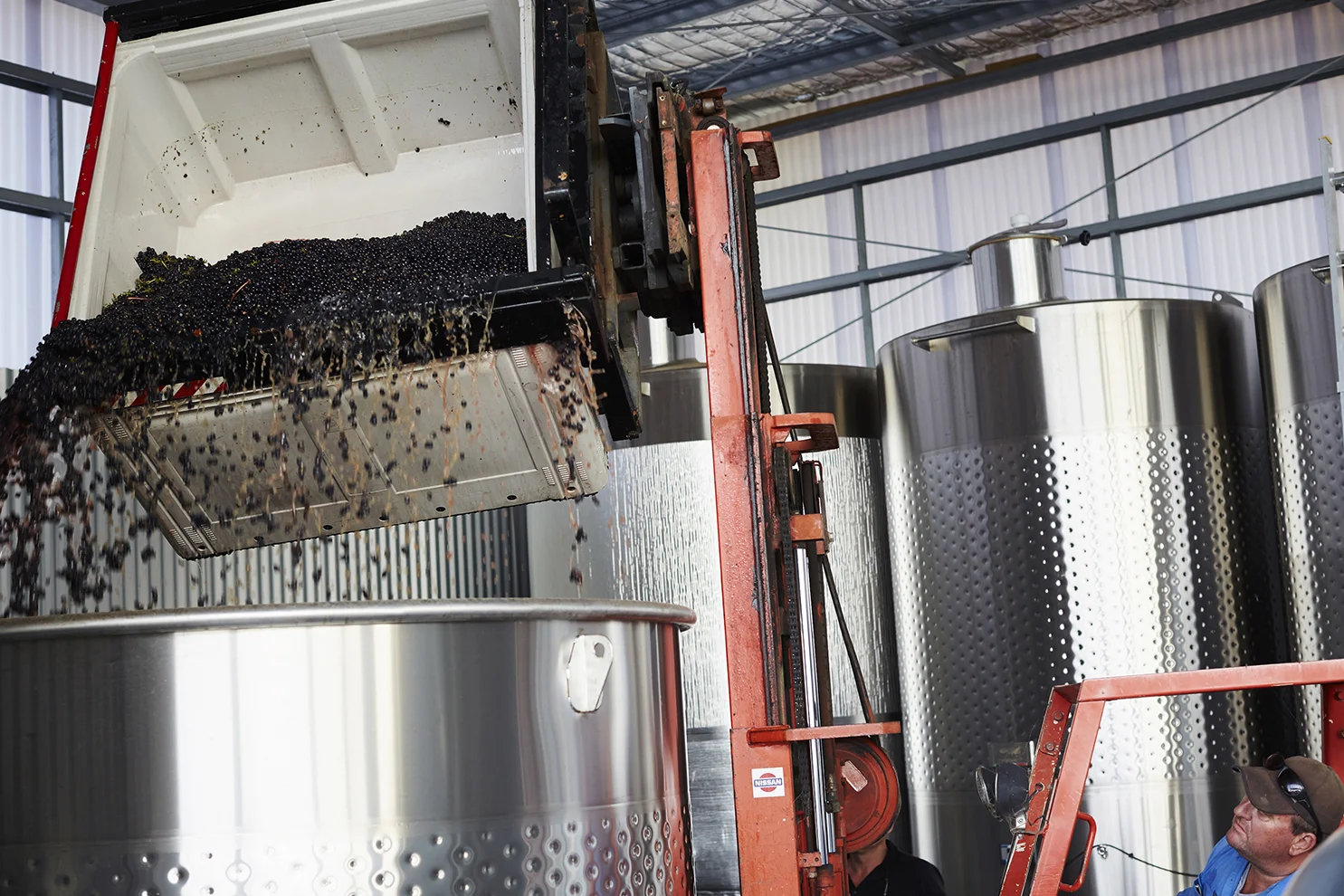 Gently tipping the fruit into the fermenter where is will stay for approximately 5 days