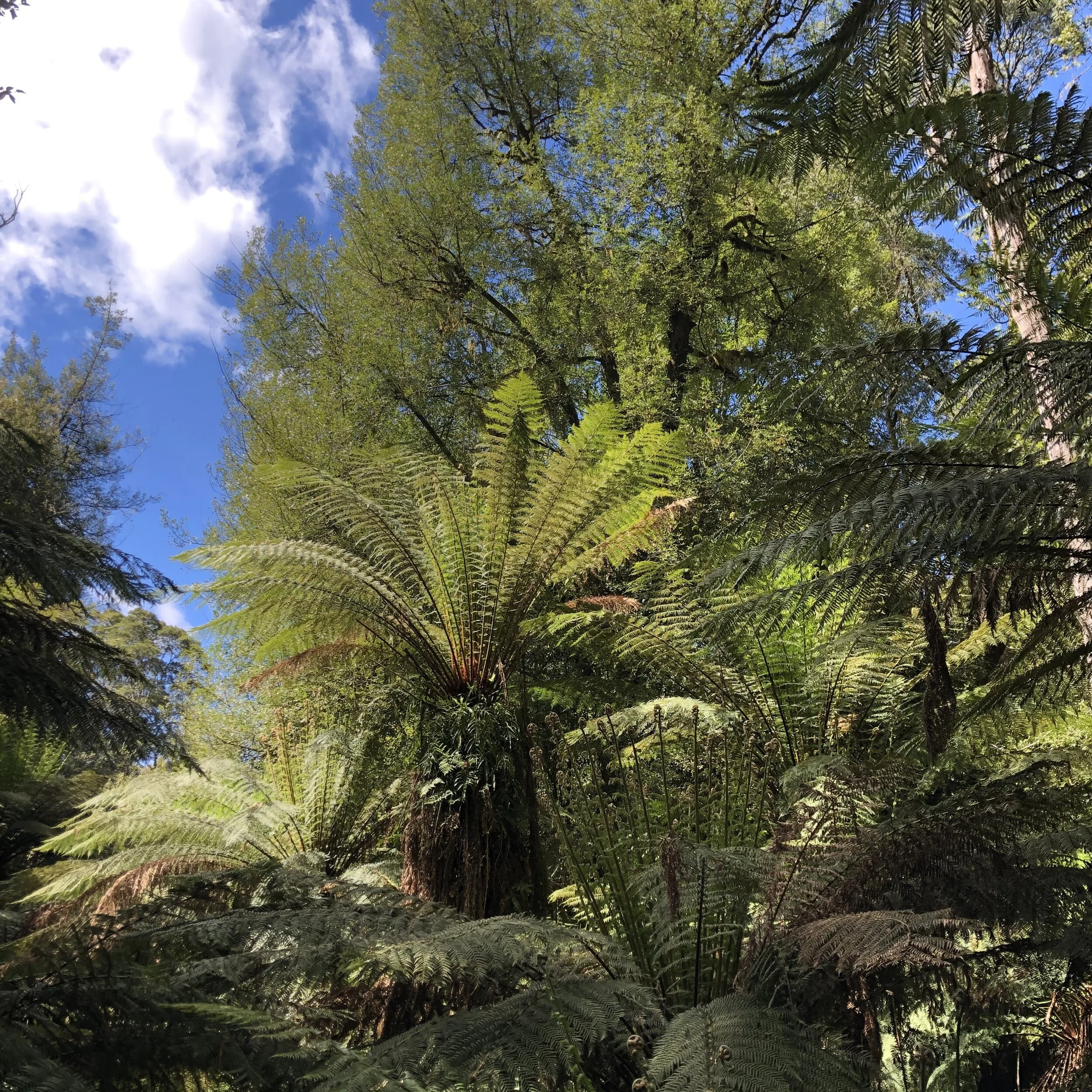 Walk among giant ferns at Notley Fern Gorge