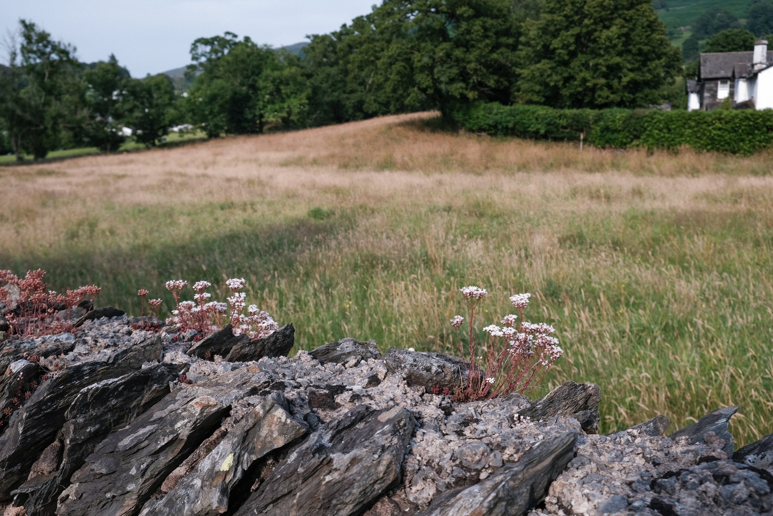 English Pastoral - copyright Alexander Williamson www.alexander-williamson.com10.jpg