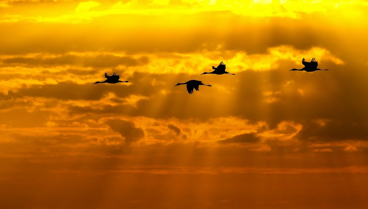 01_slowpez_Sunset_Flight.jpg