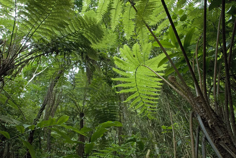 © Conservation International/photo by John Martin
