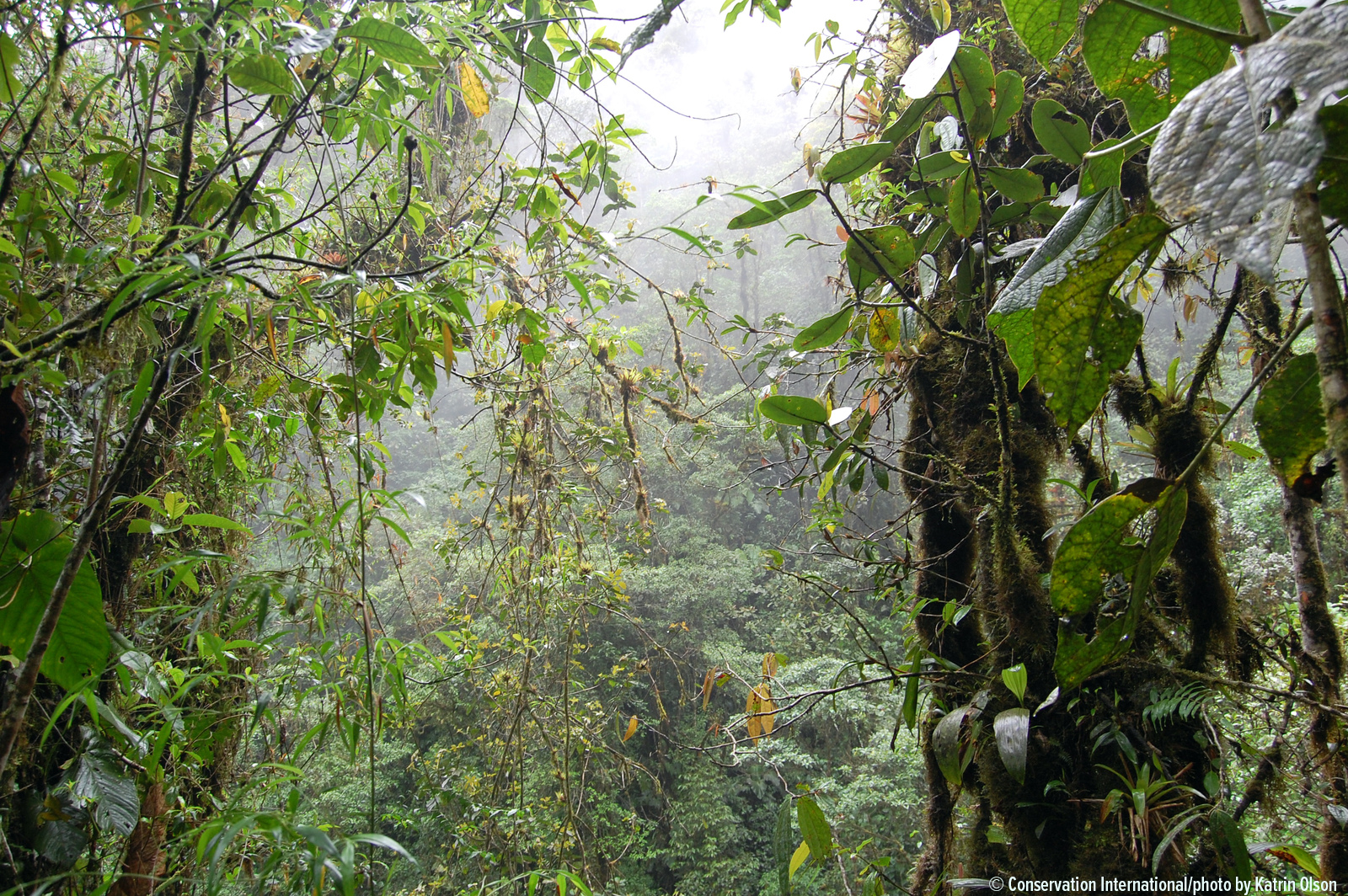 ci_ecuador-forest_KO.png