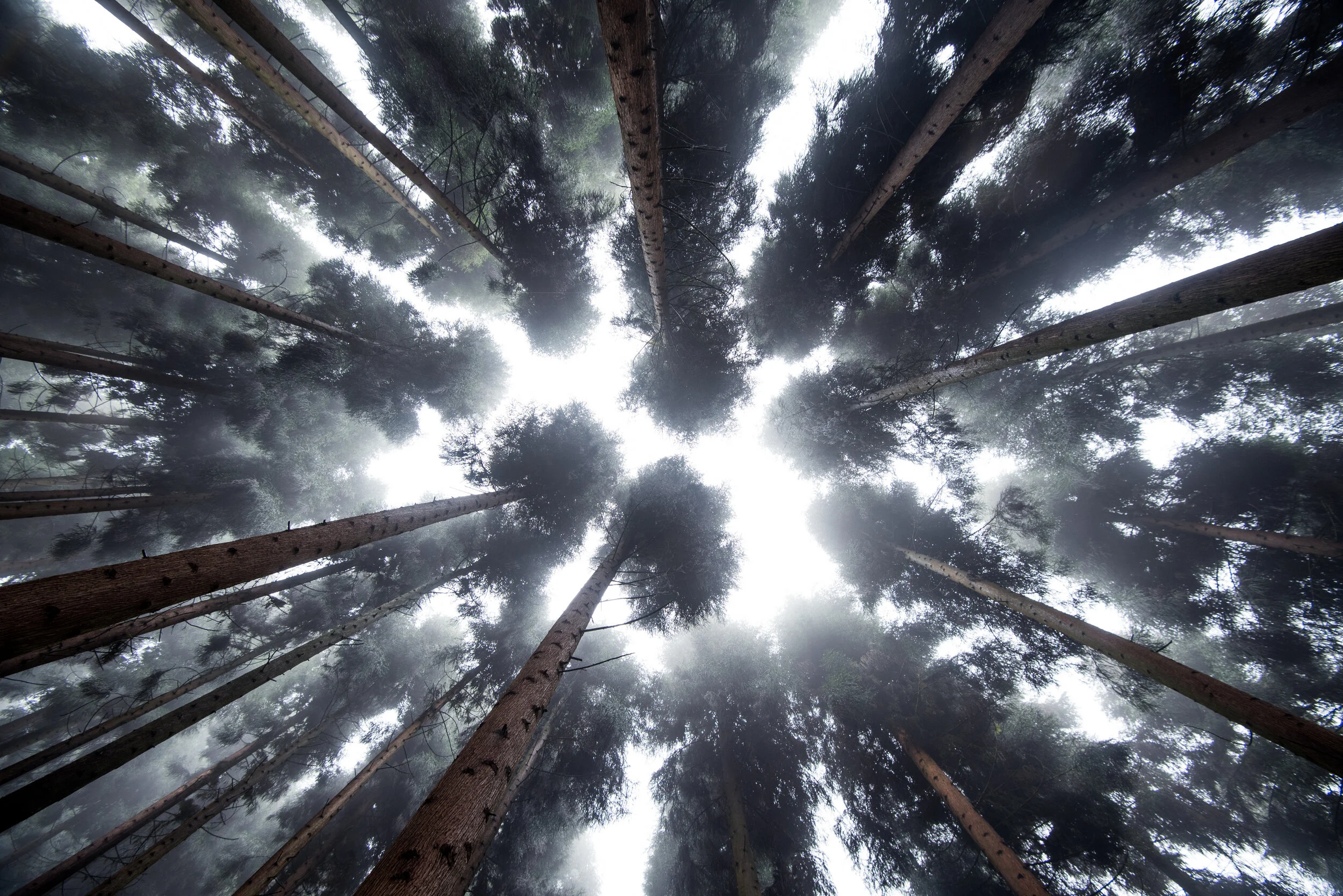 COP25 Climate Negotiations 