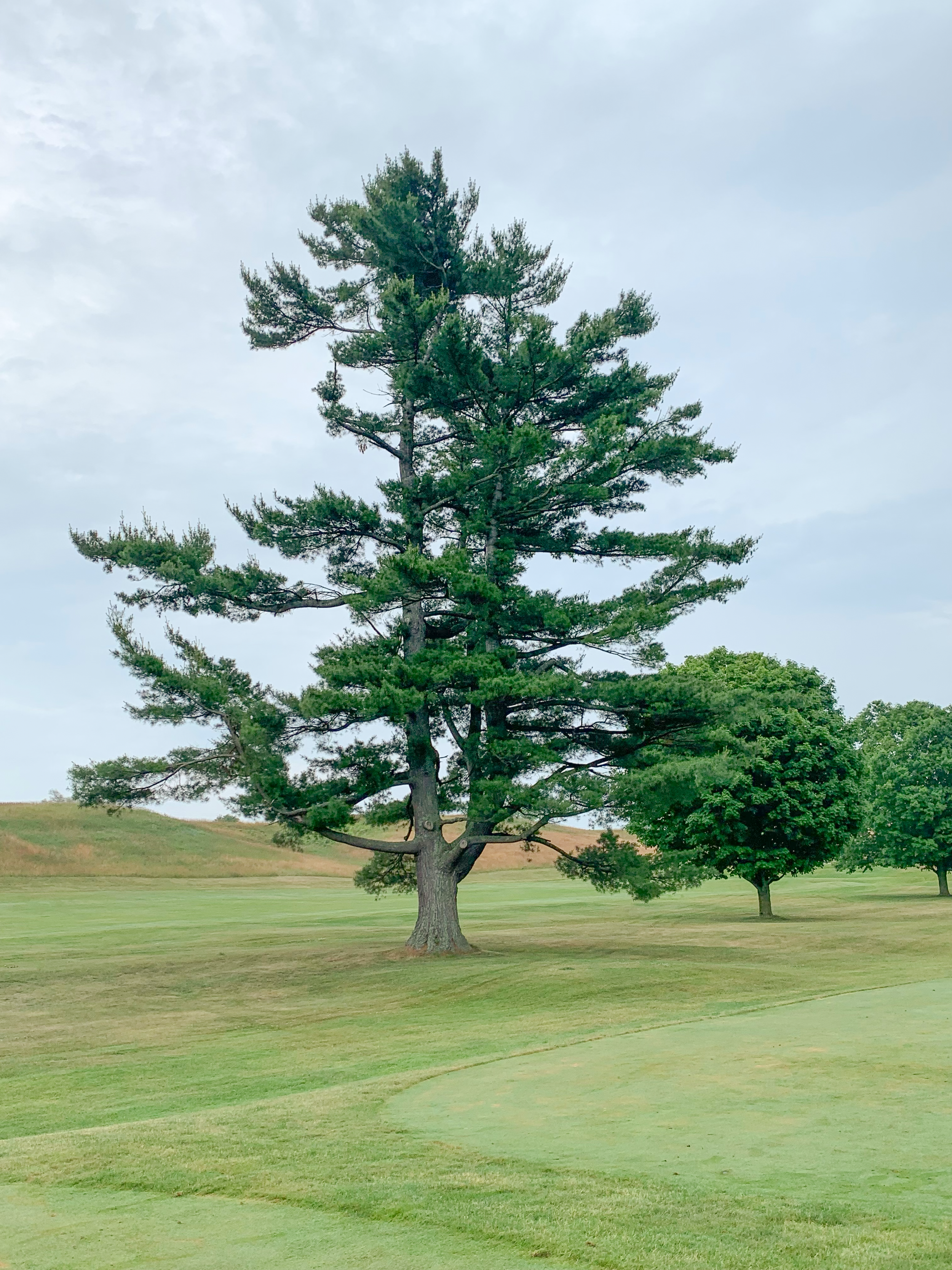 Beautiful Belvedere white pine. 