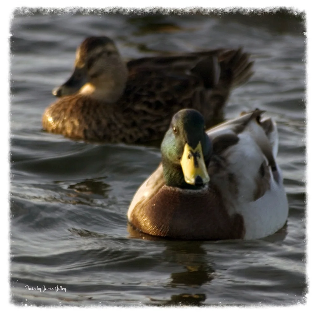 MallardPair.jpg