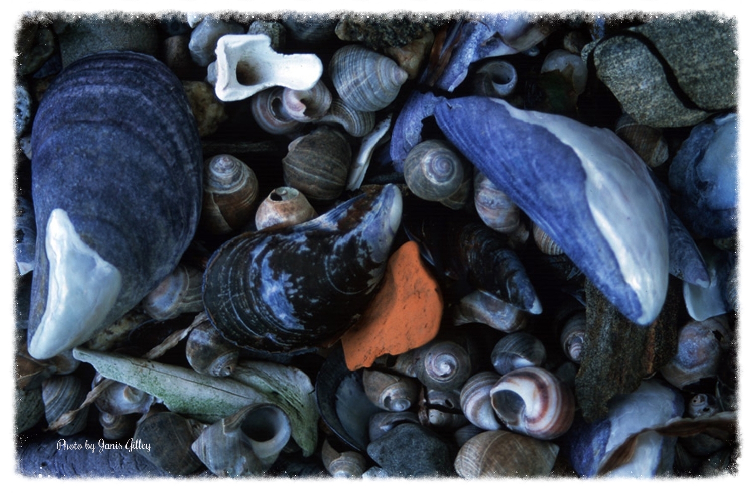 blue3Shellsoblong.jpg