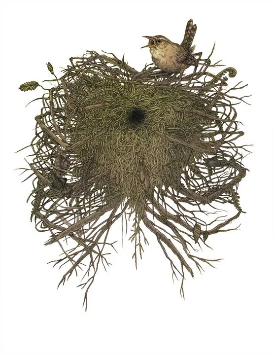 CQ_nest.jpg