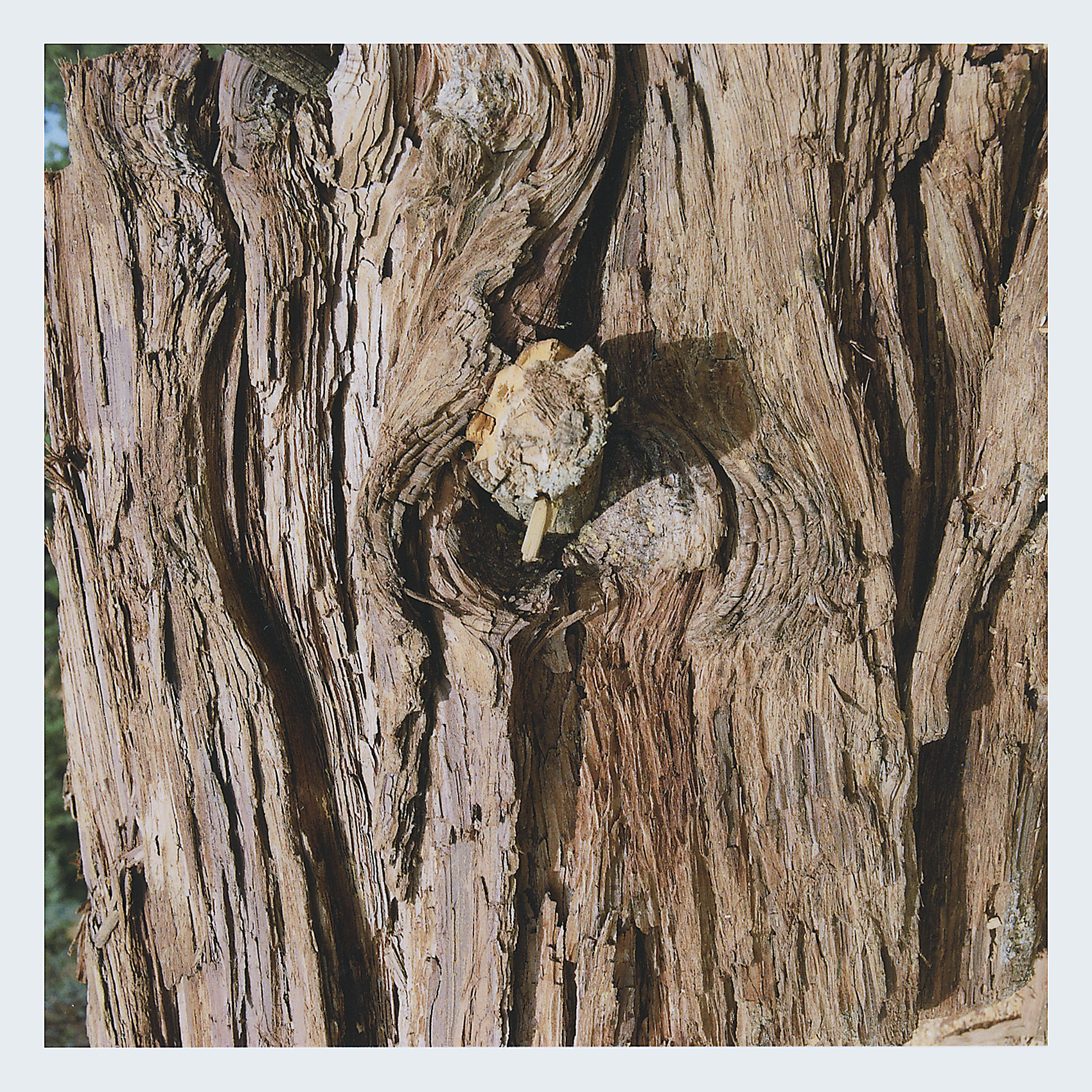 Redwood Bark.jpg