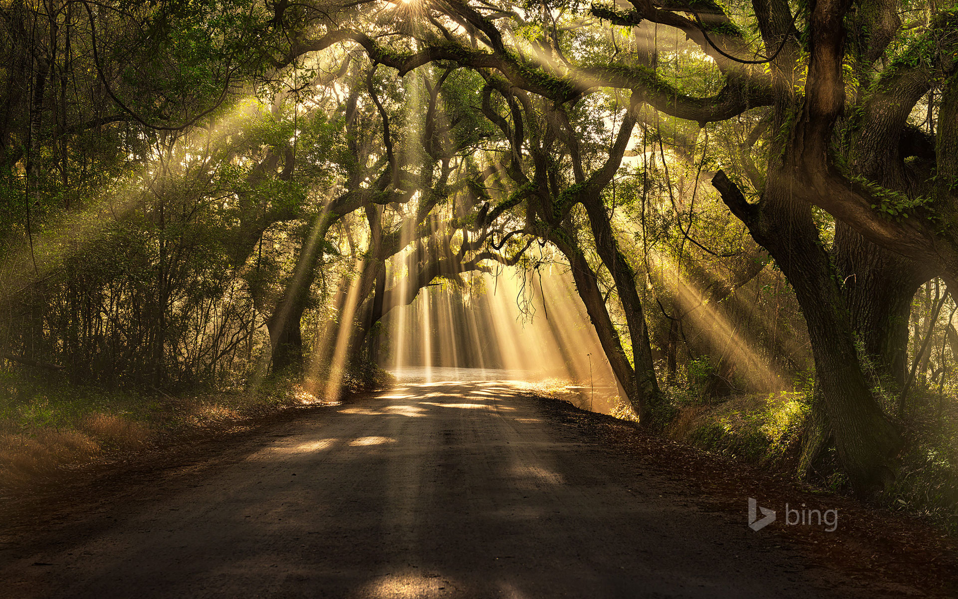 oak trees.jpg