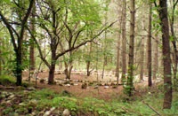 Elmtree 4