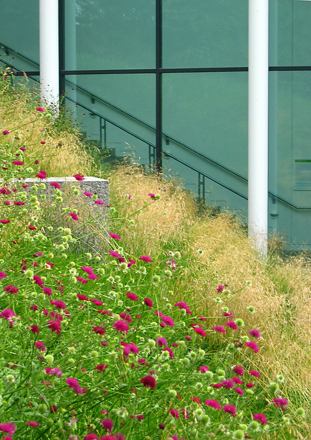 DeCordova_Knautia1.jpg